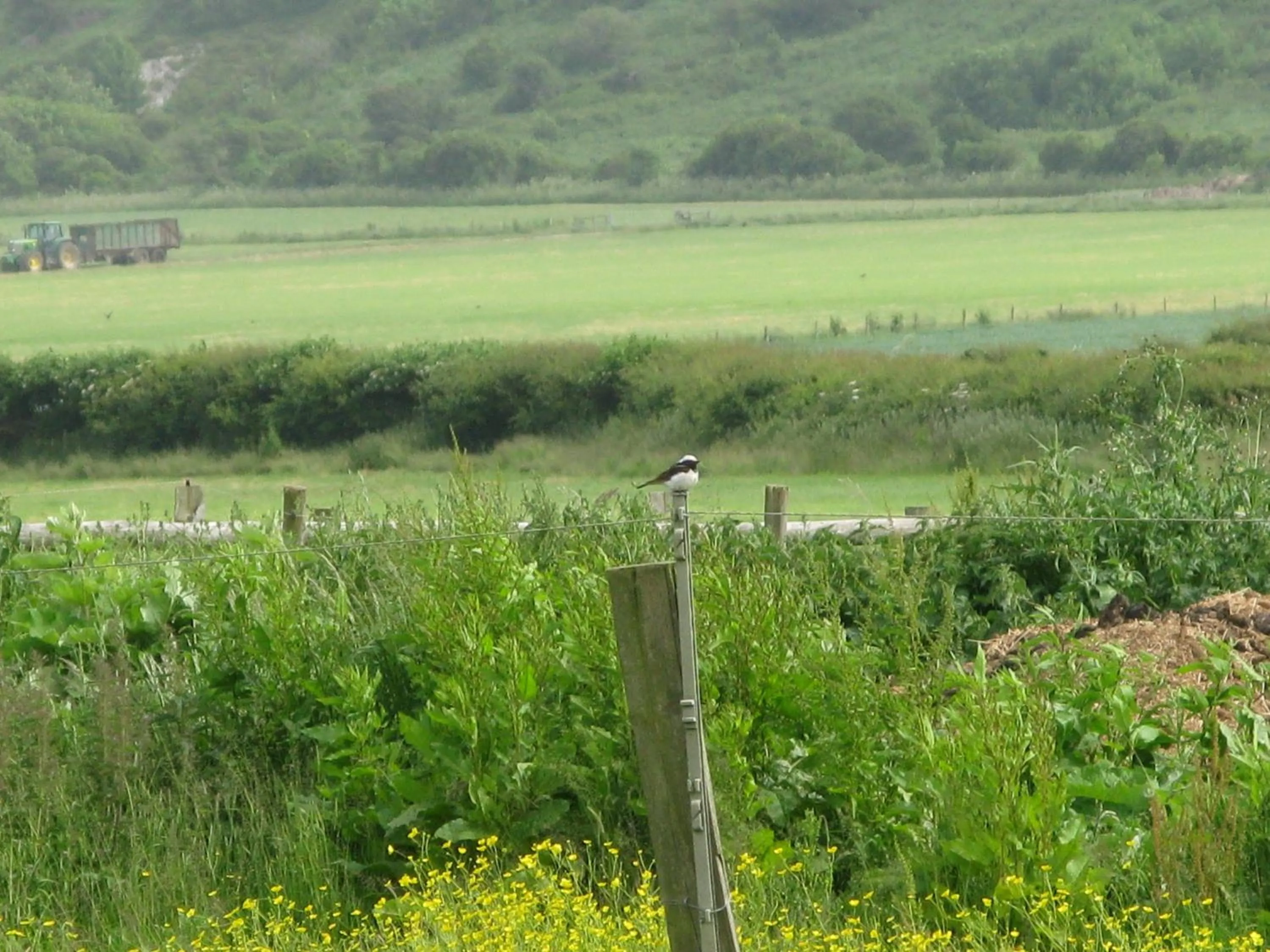 Animals in Tollgate Cottages Bed and Breakfast