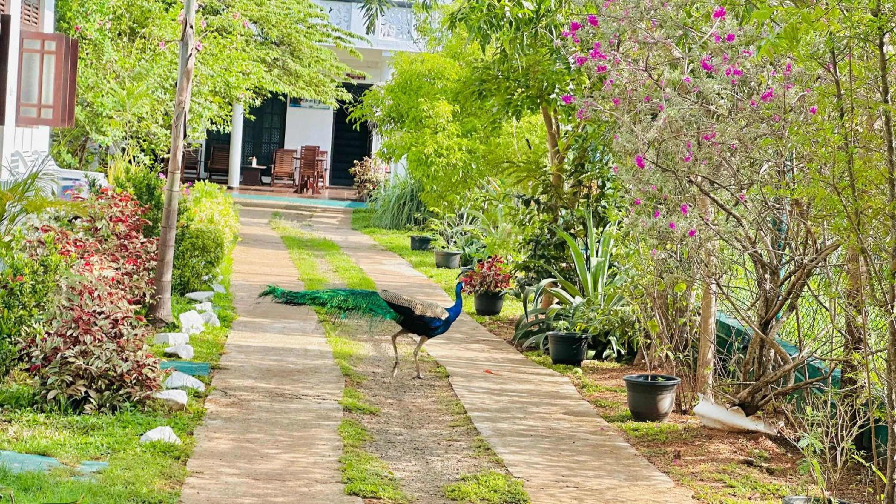 Natural landscape in New Peacock Resort