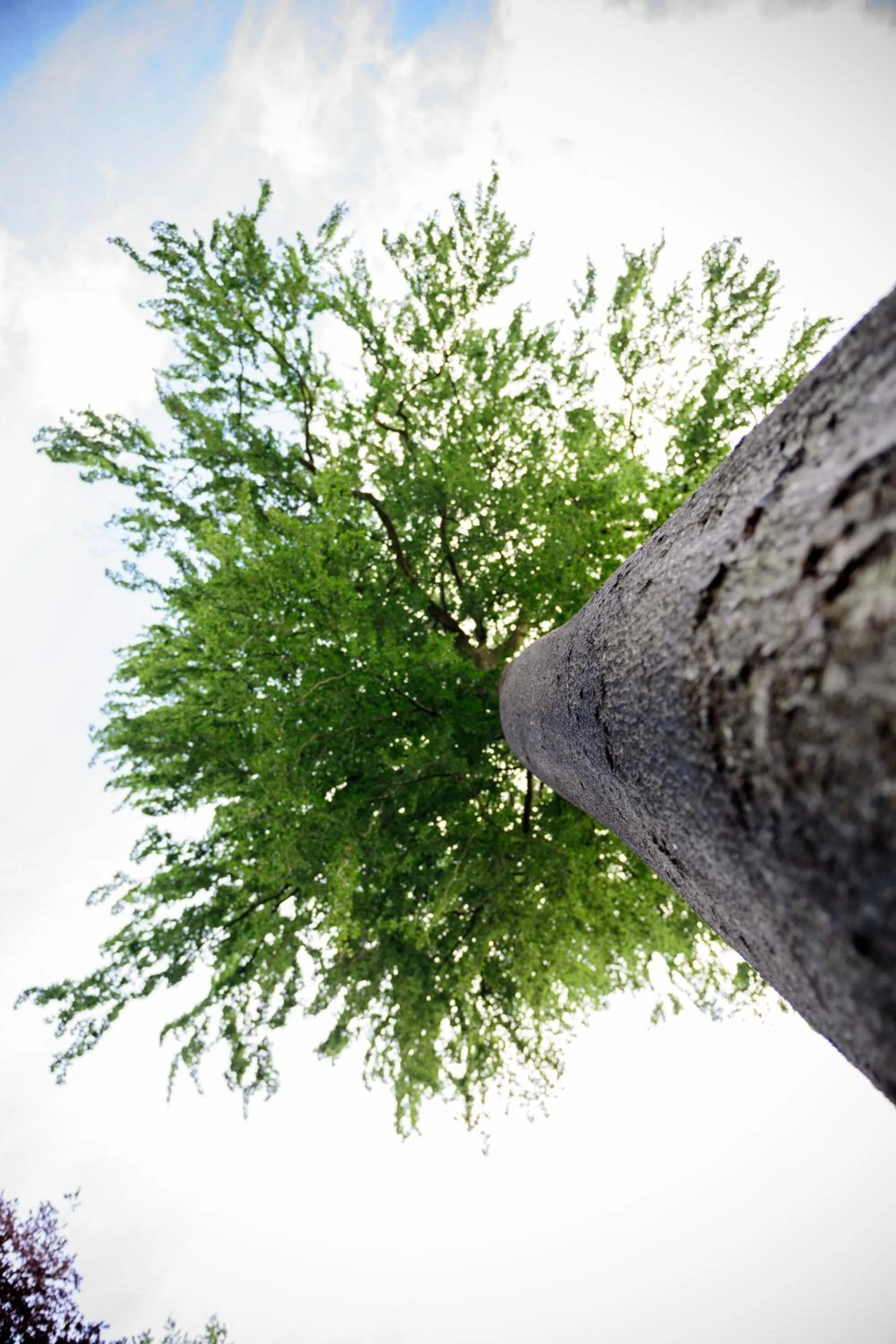 Garden in Hof Ter Beuke