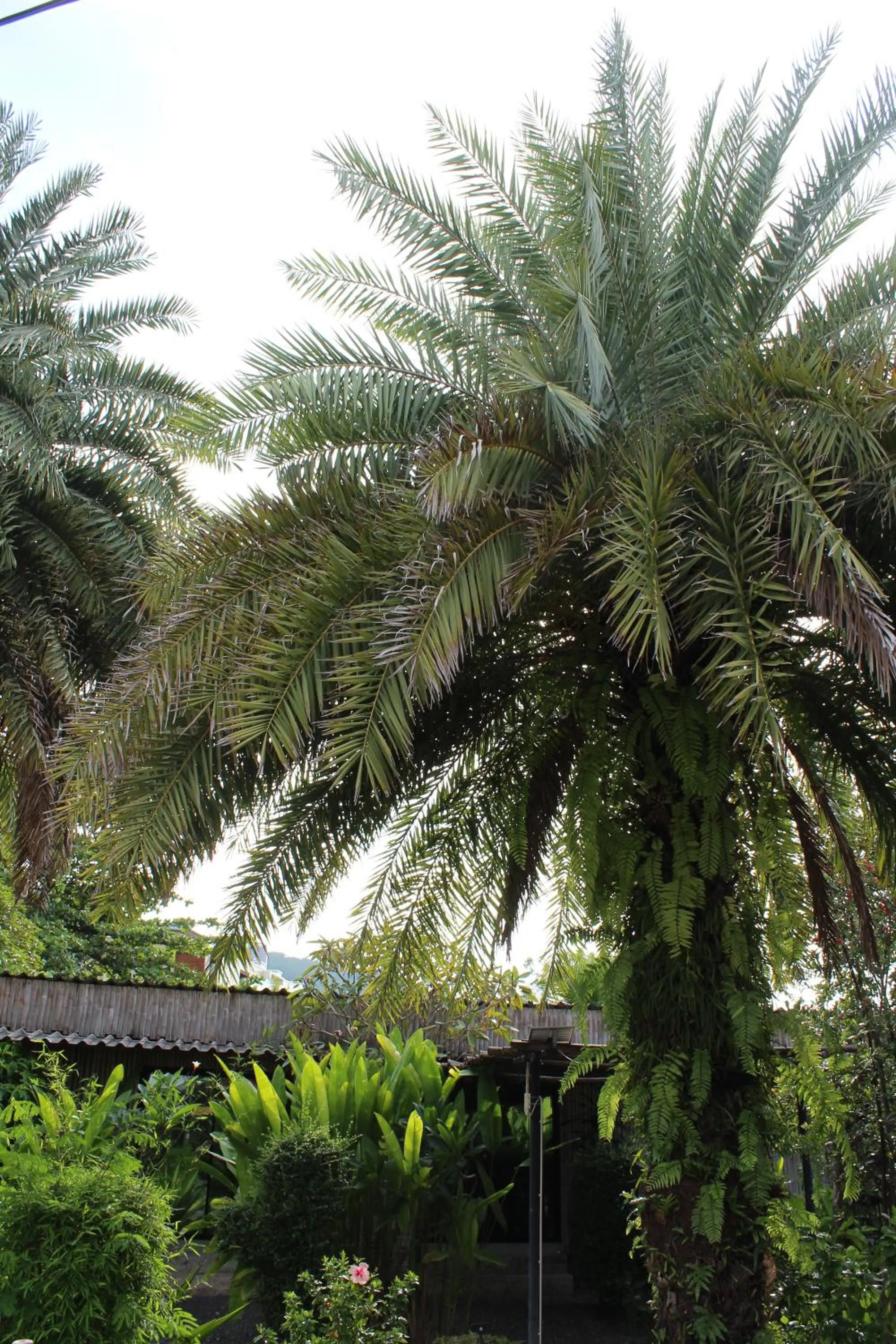 Garden view in B Happy Resort - SHA ExtraPlus