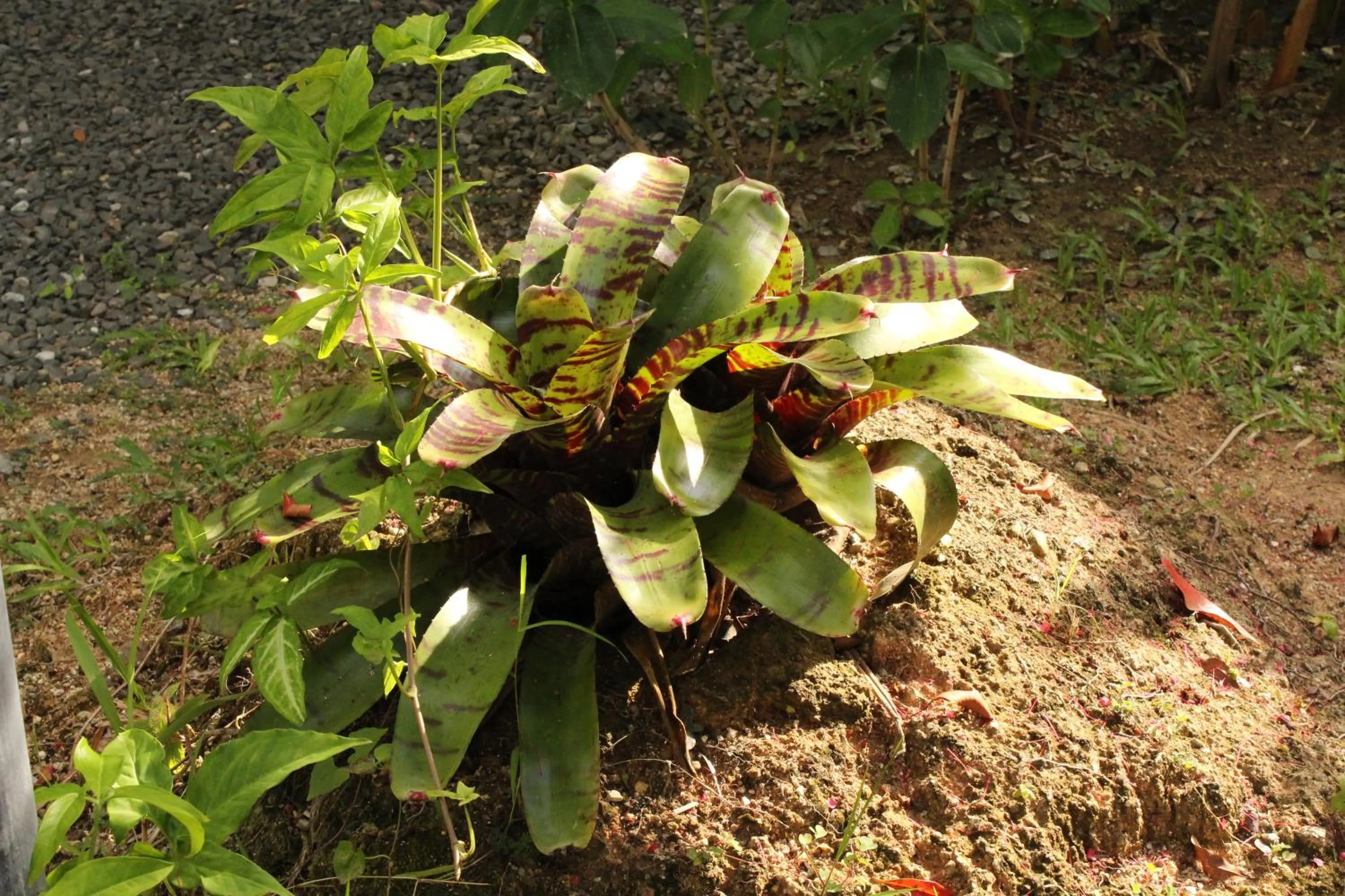 Garden in B Happy Resort - SHA ExtraPlus