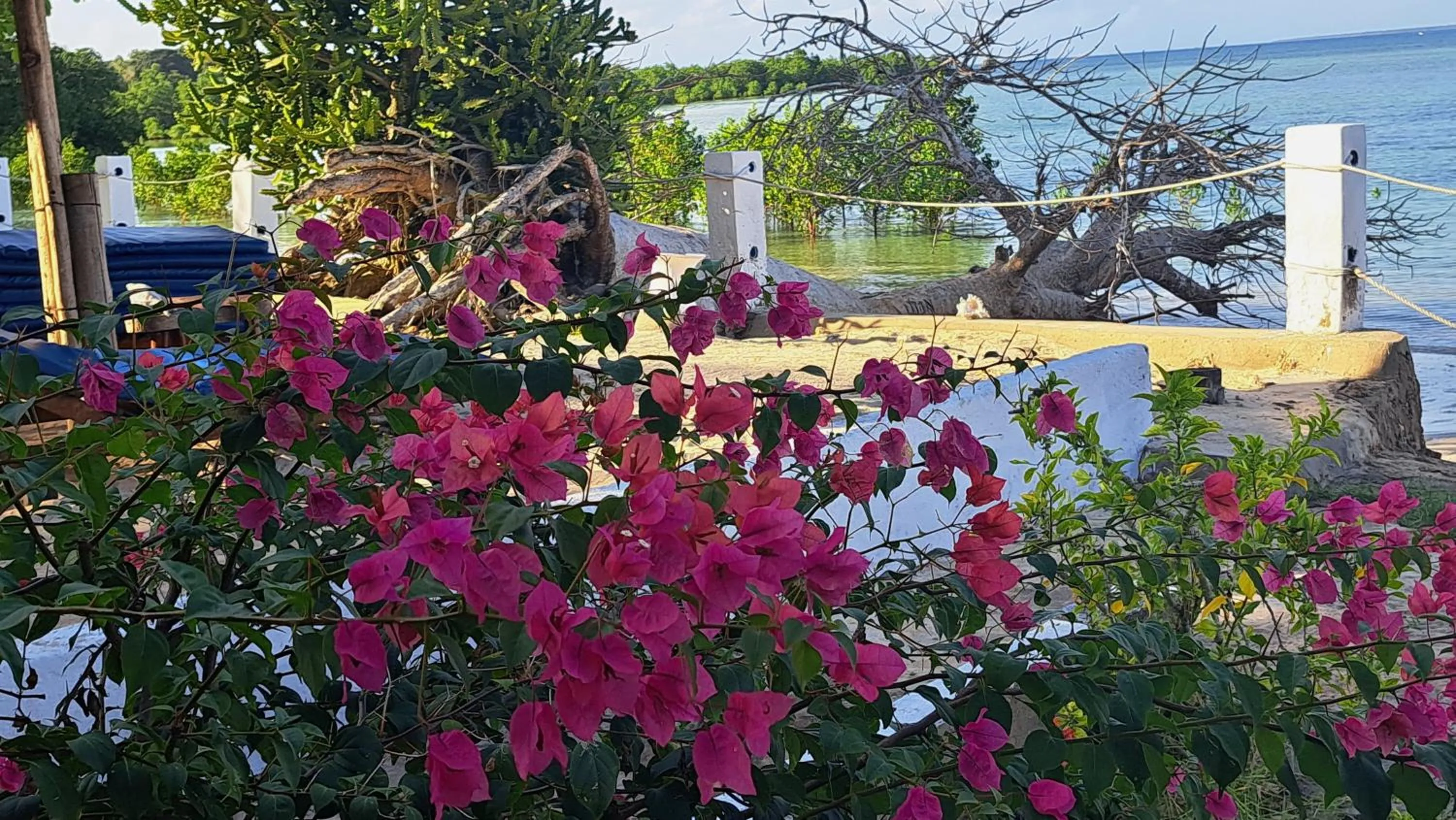Garden view in Menai Bay Beach Bungalows