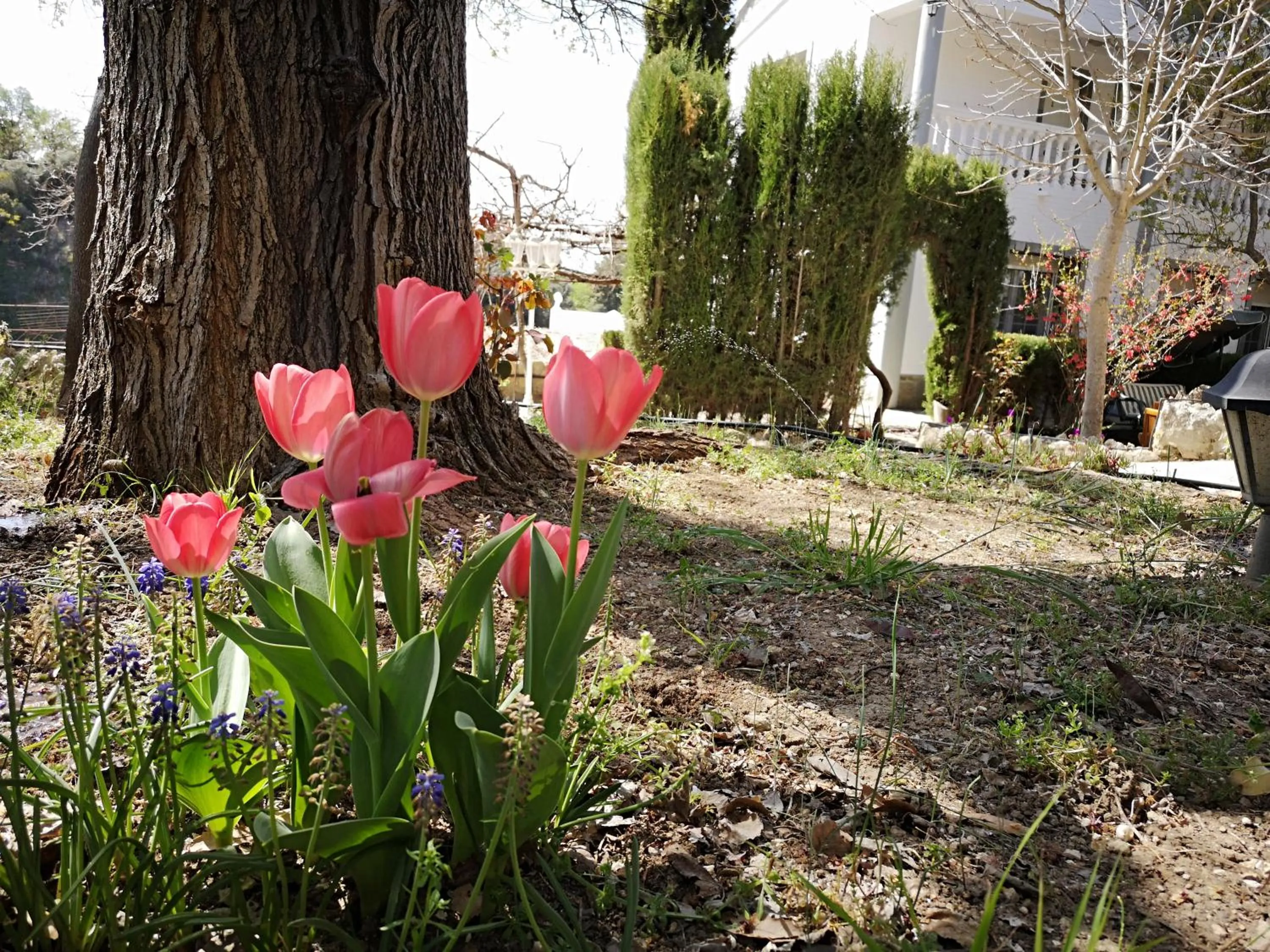 Garden in Villa Ignacia B&B - Naturaleza entre Ronda & Setenil