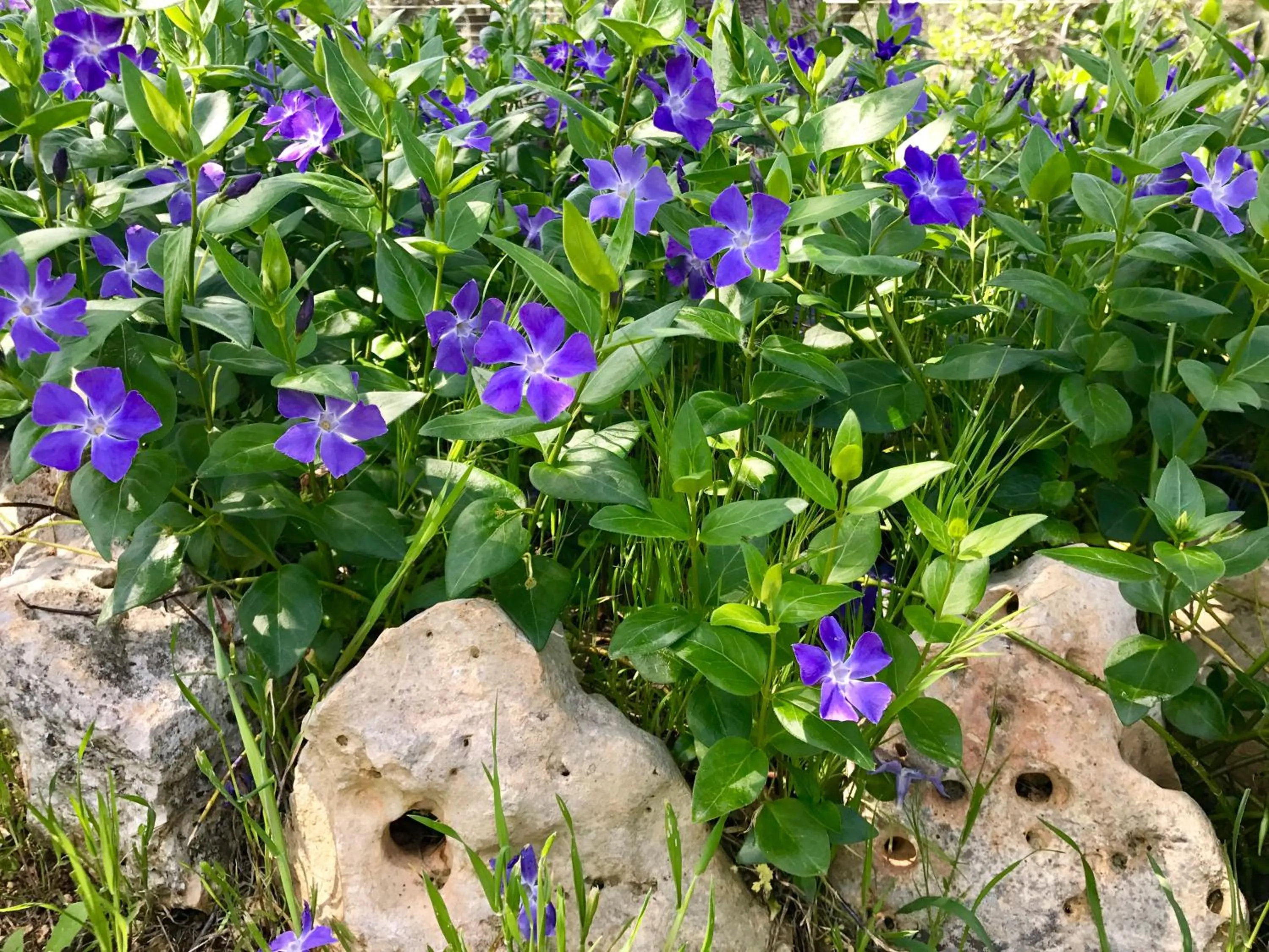 Natural landscape in Il Trullo di Giulietta