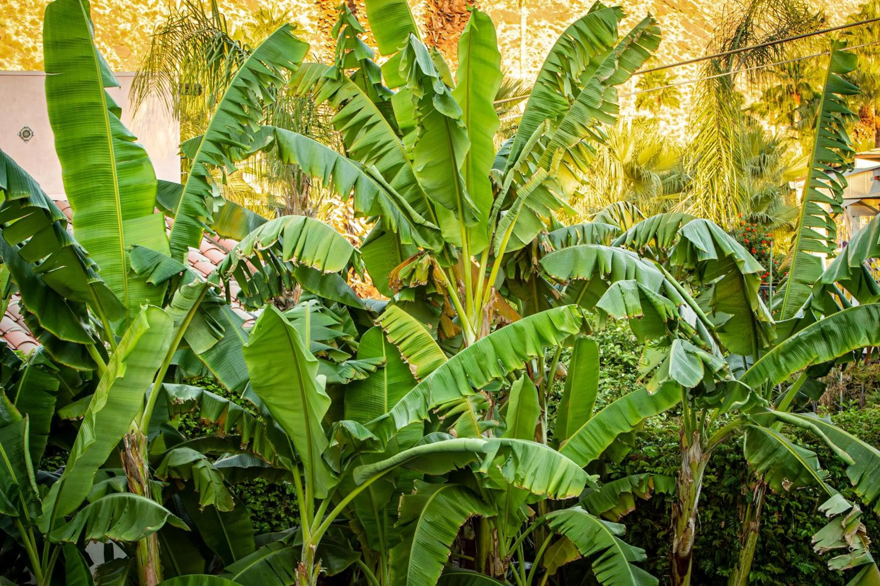 Garden in Hotel California