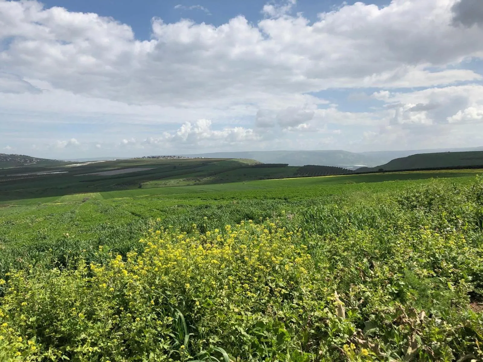 Other in Zimmer BaSadot