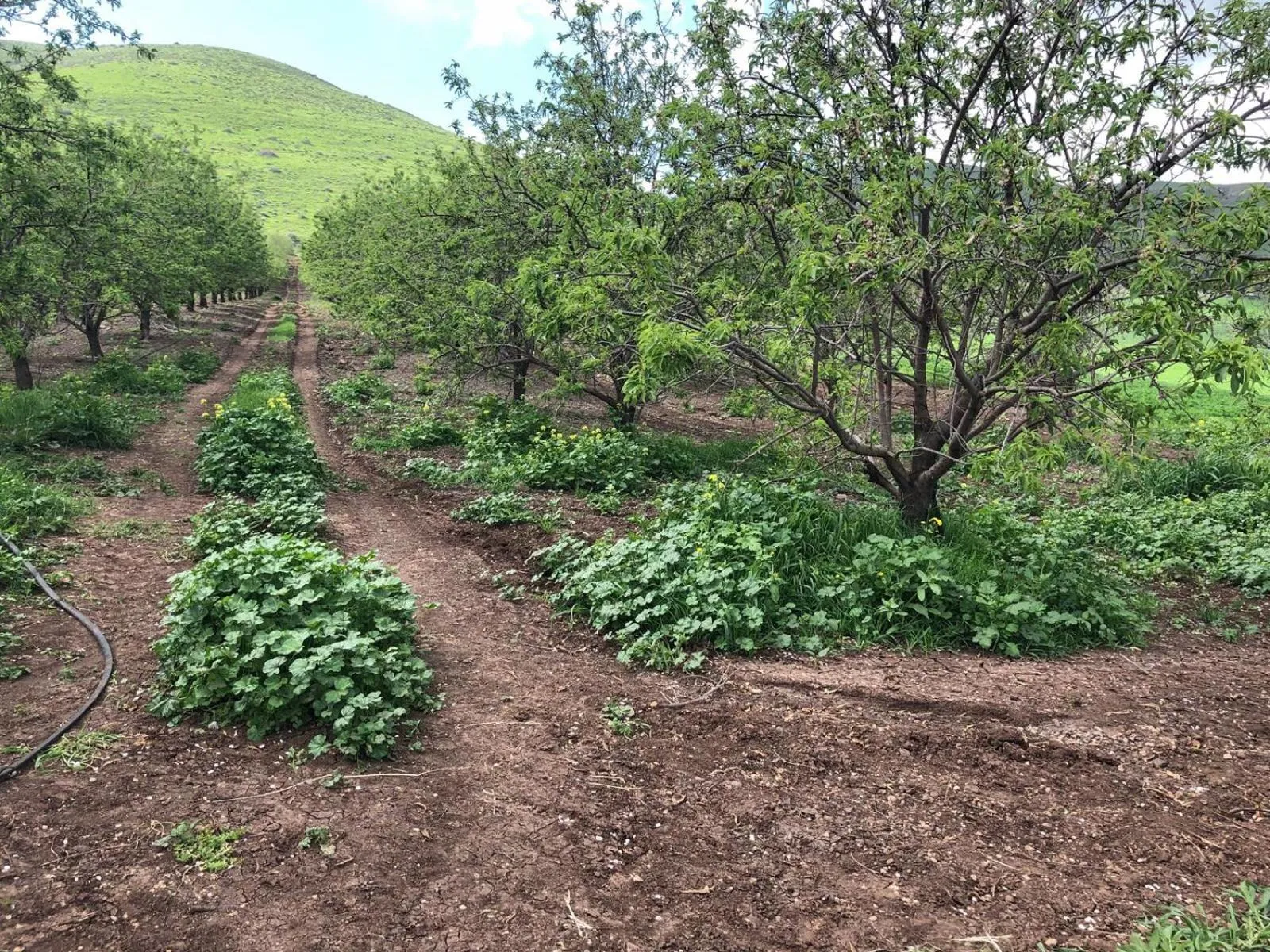 Other in Zimmer BaSadot