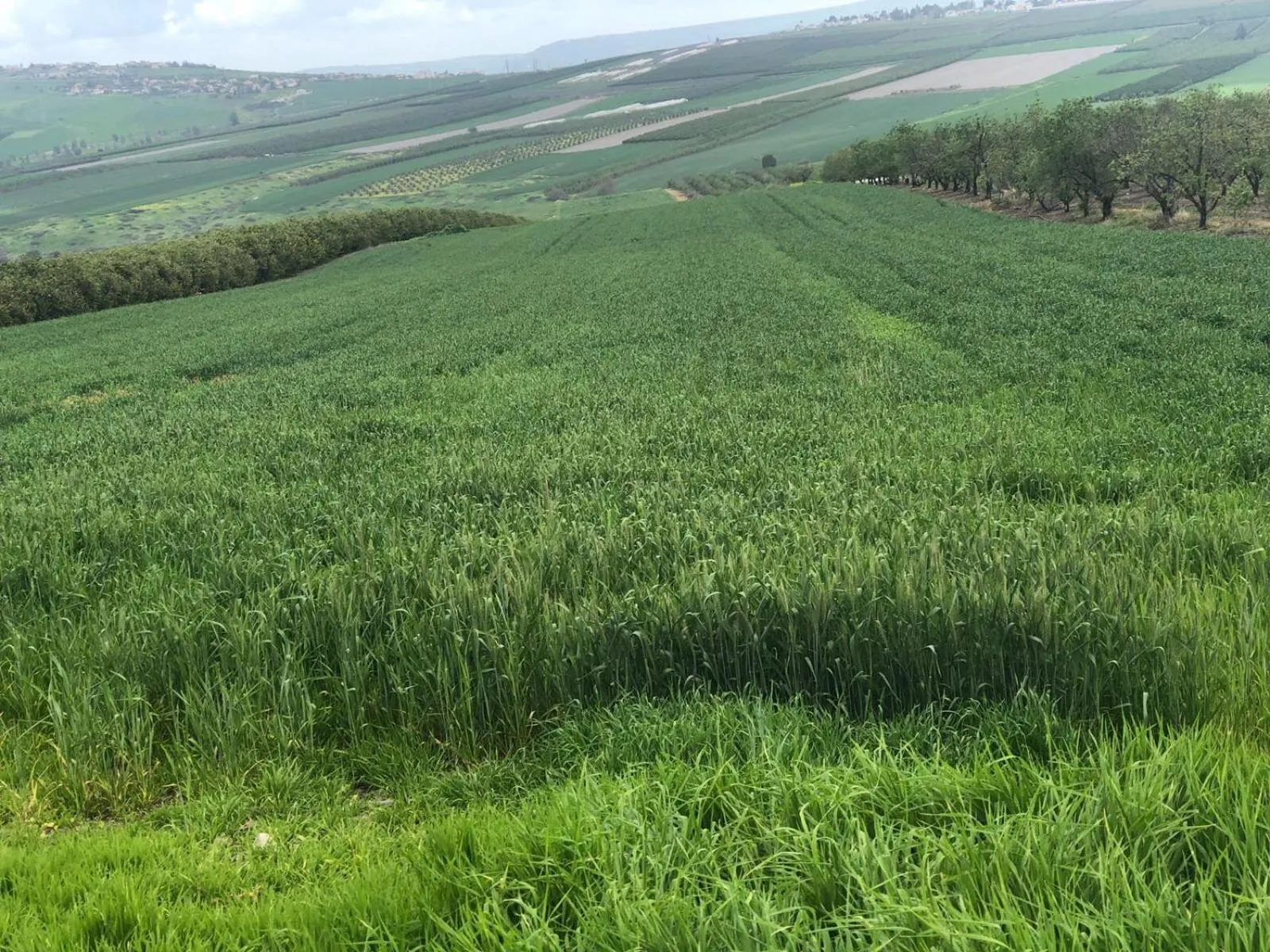 Other in Zimmer BaSadot