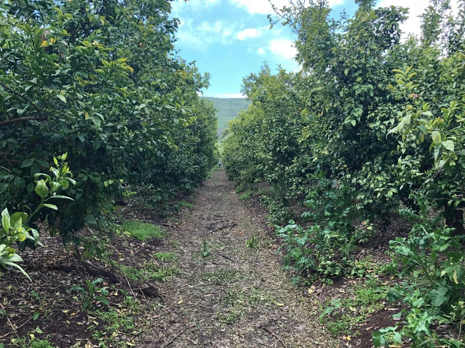 Other in Zimmer BaSadot