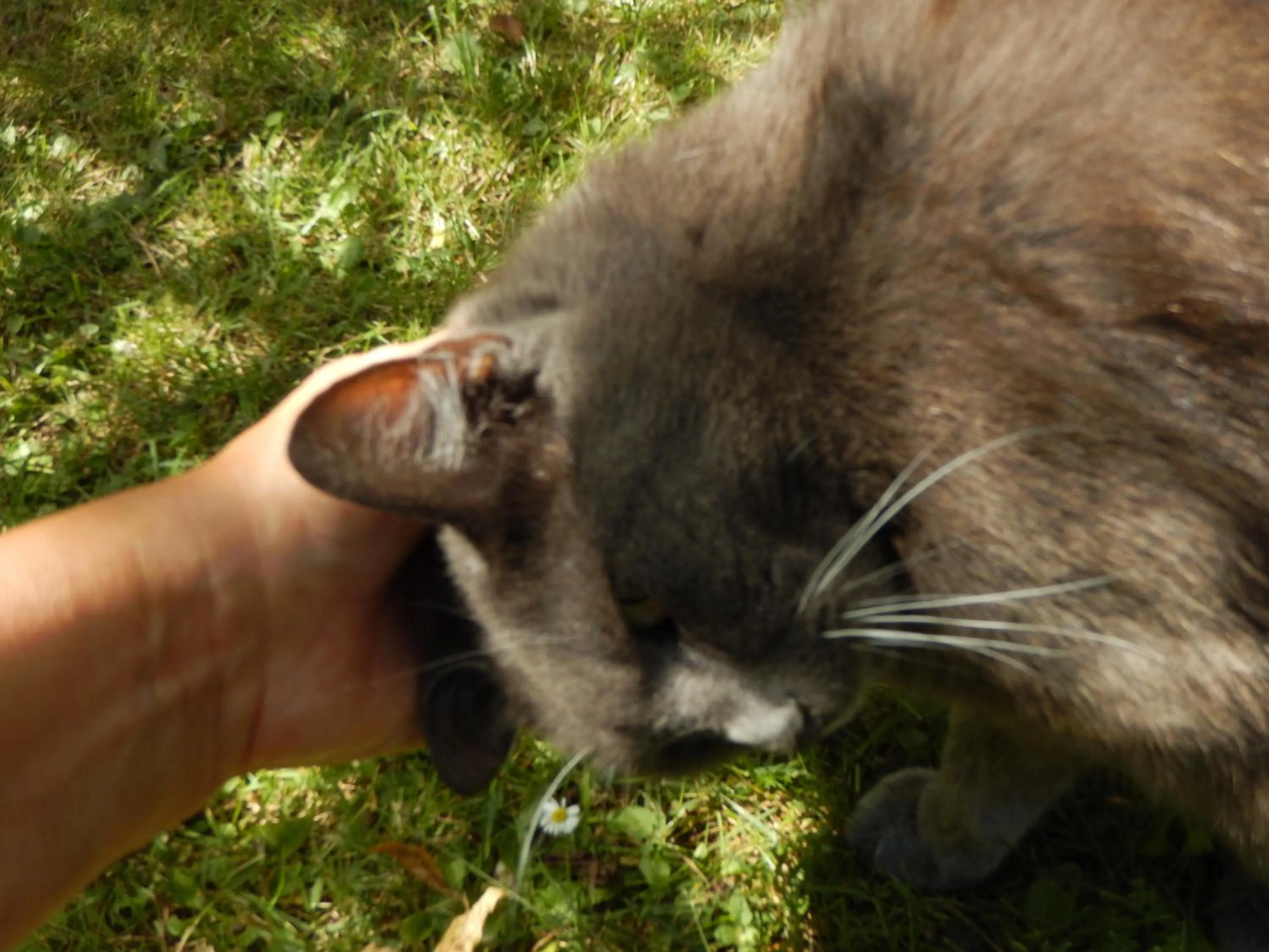 Animals in La Chrysalide