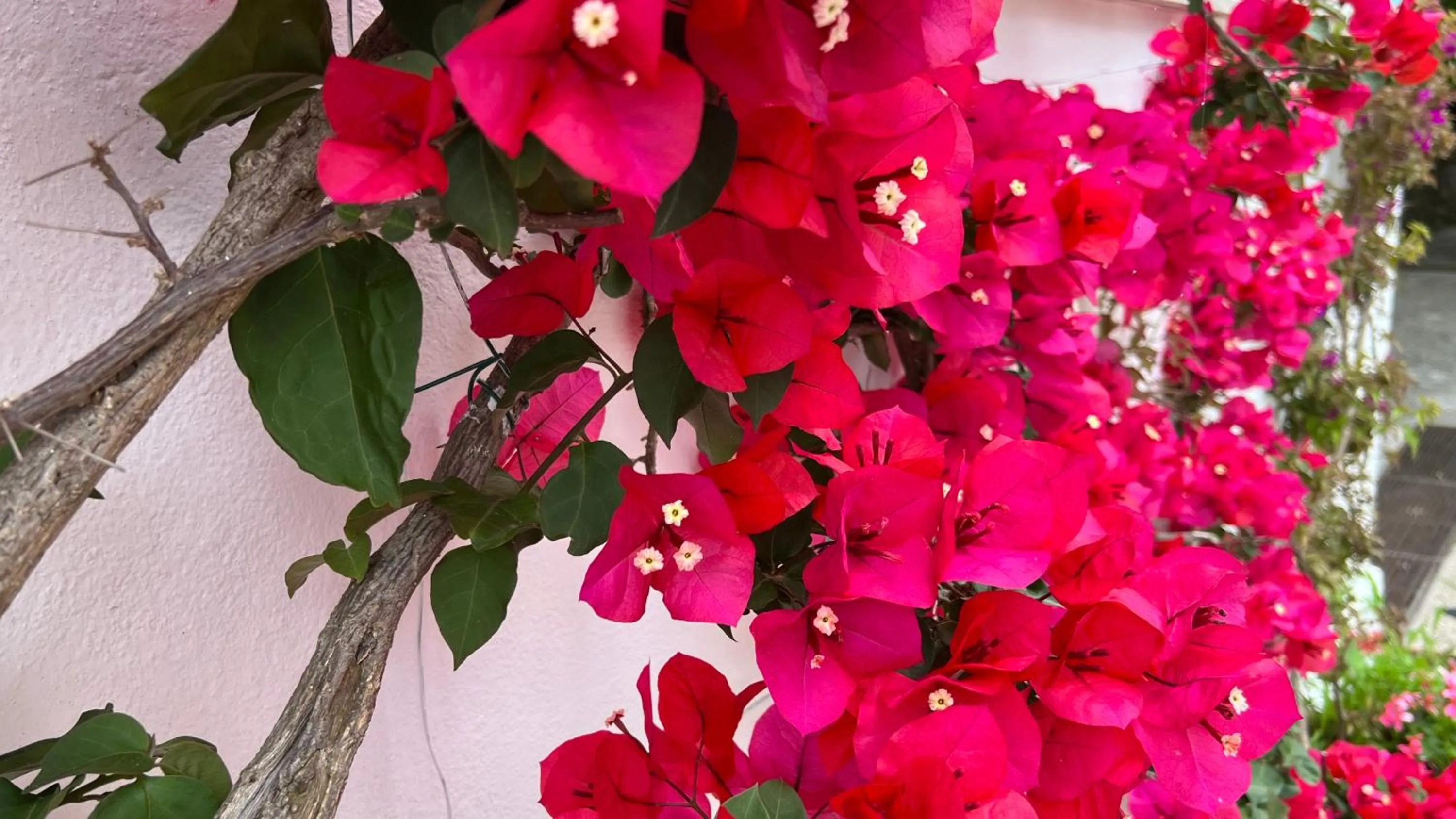 Spring in Hotel Victoria Place