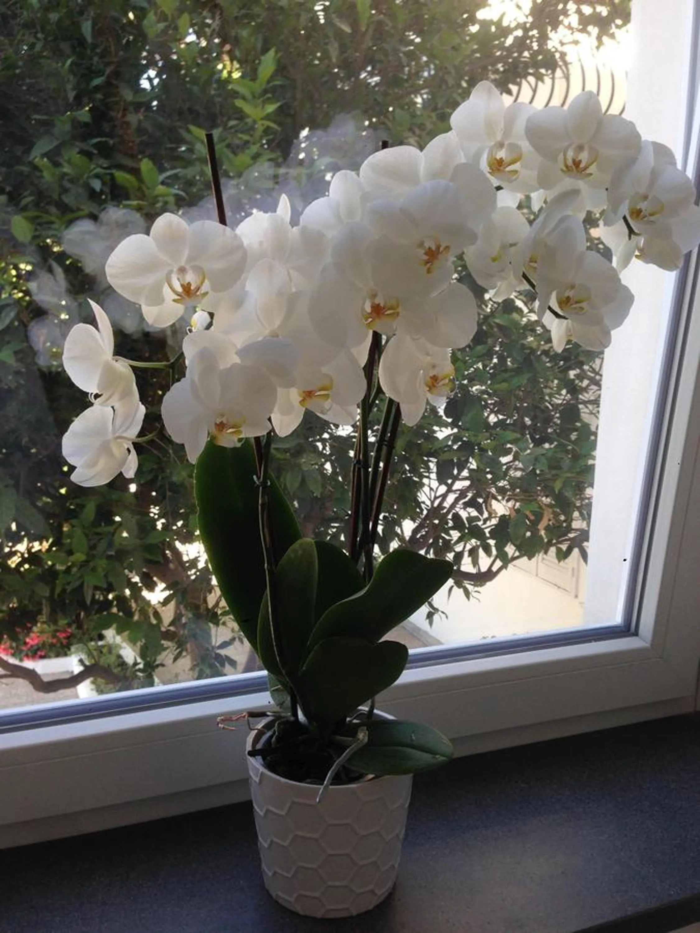 Decorative detail in Hotel Victoria Place