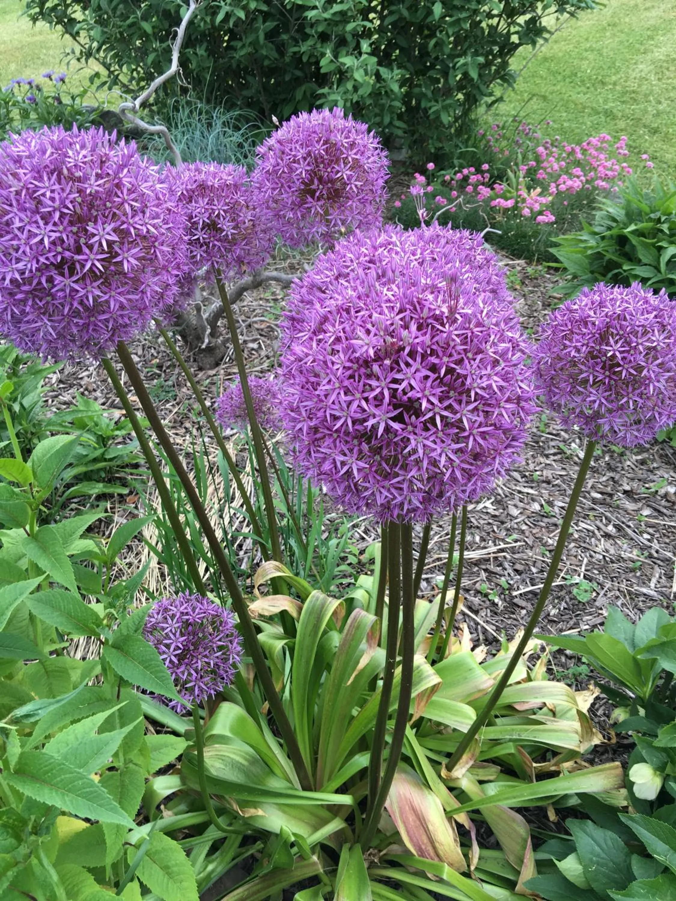 Garden in The Triangle Motel