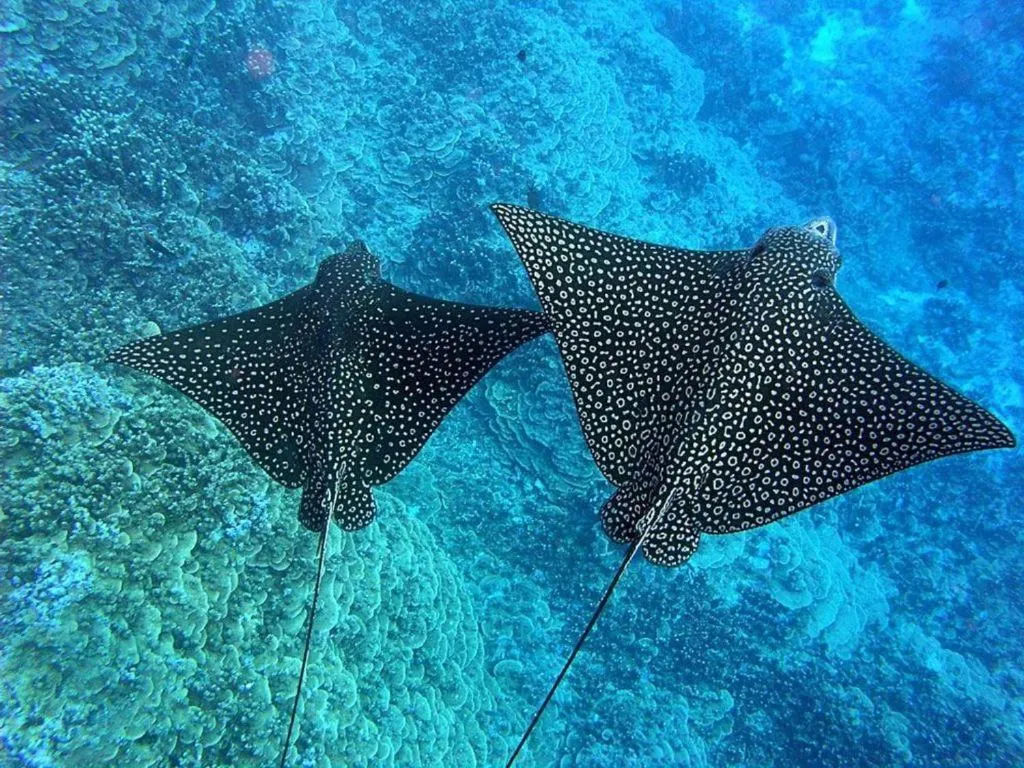 Snorkeling in Karang Mas Villa Lembongan by ABM