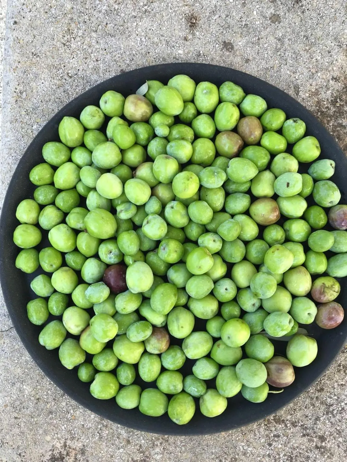 Activities in Giardini Mon Plaisir