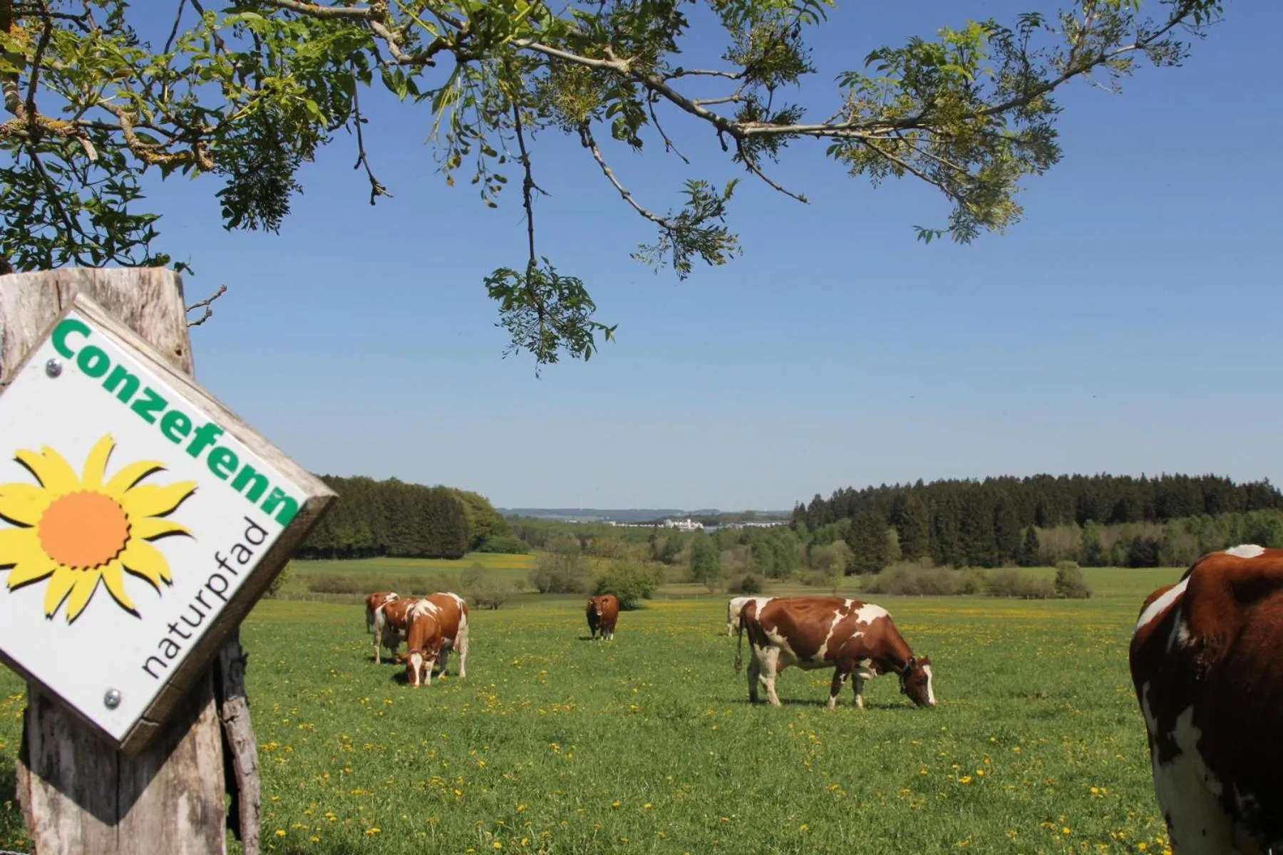 Hiking in Hotel Wemperhardt