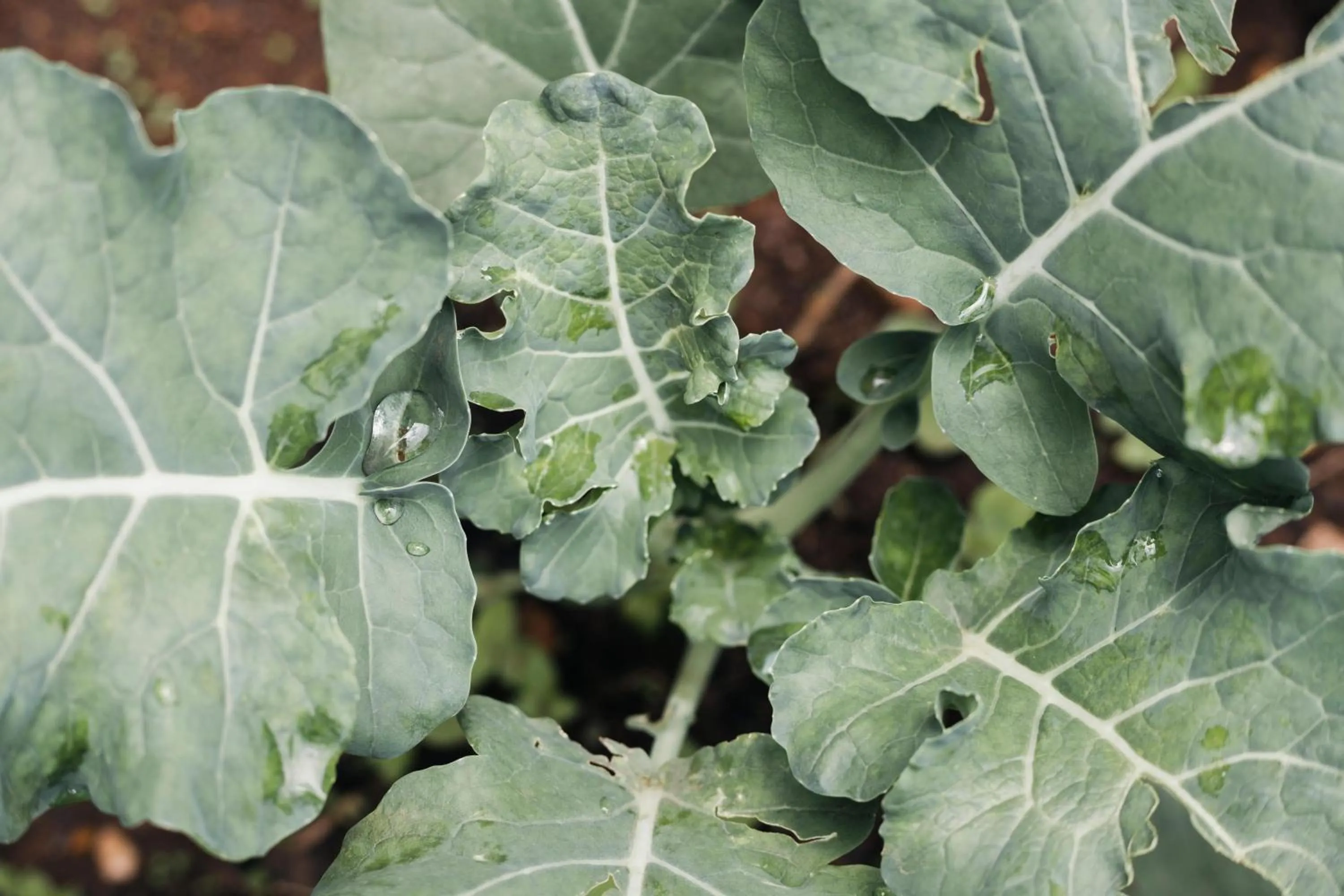 Garden in One&Only Nyungwe House