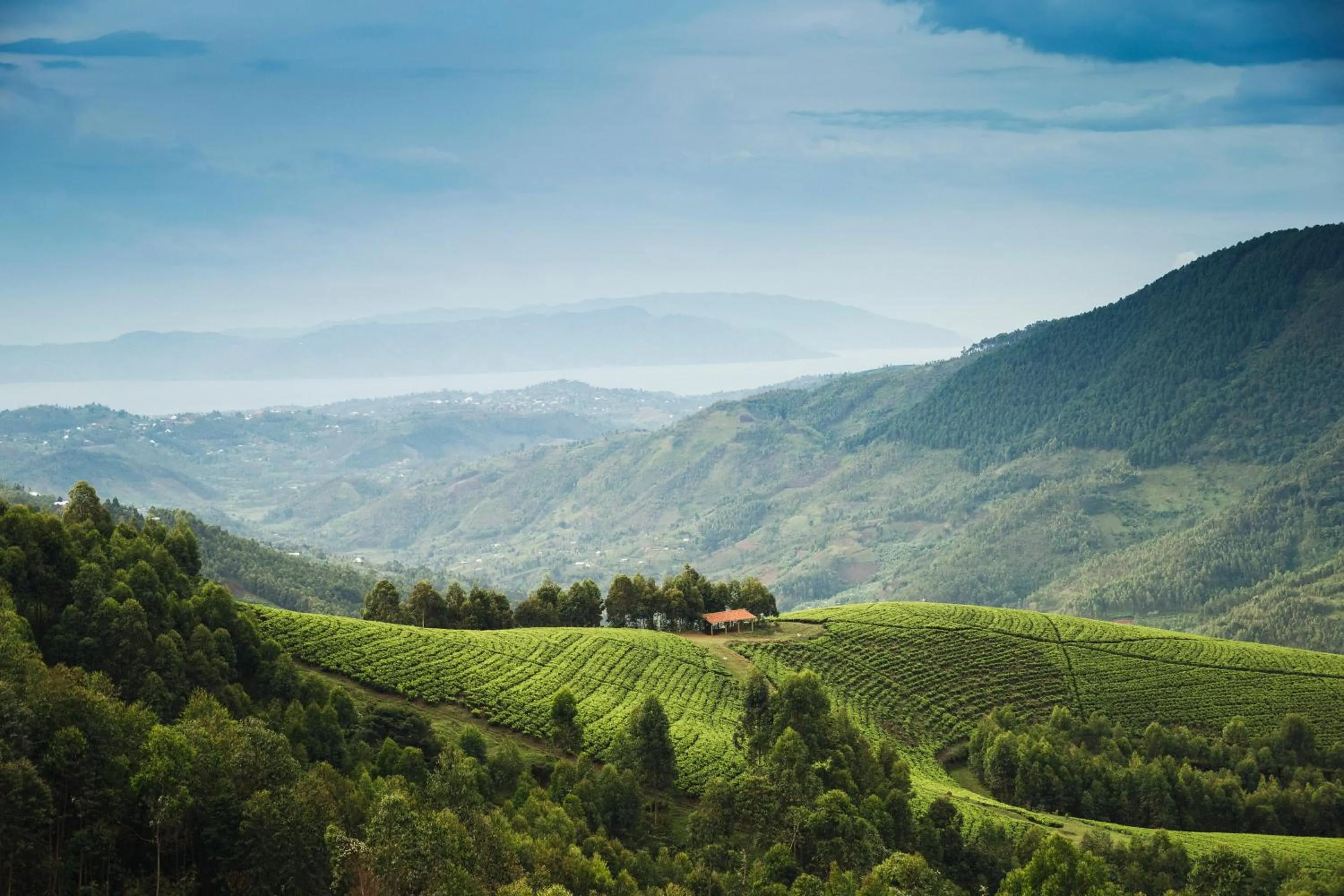 Natural landscape in One&Only Nyungwe House