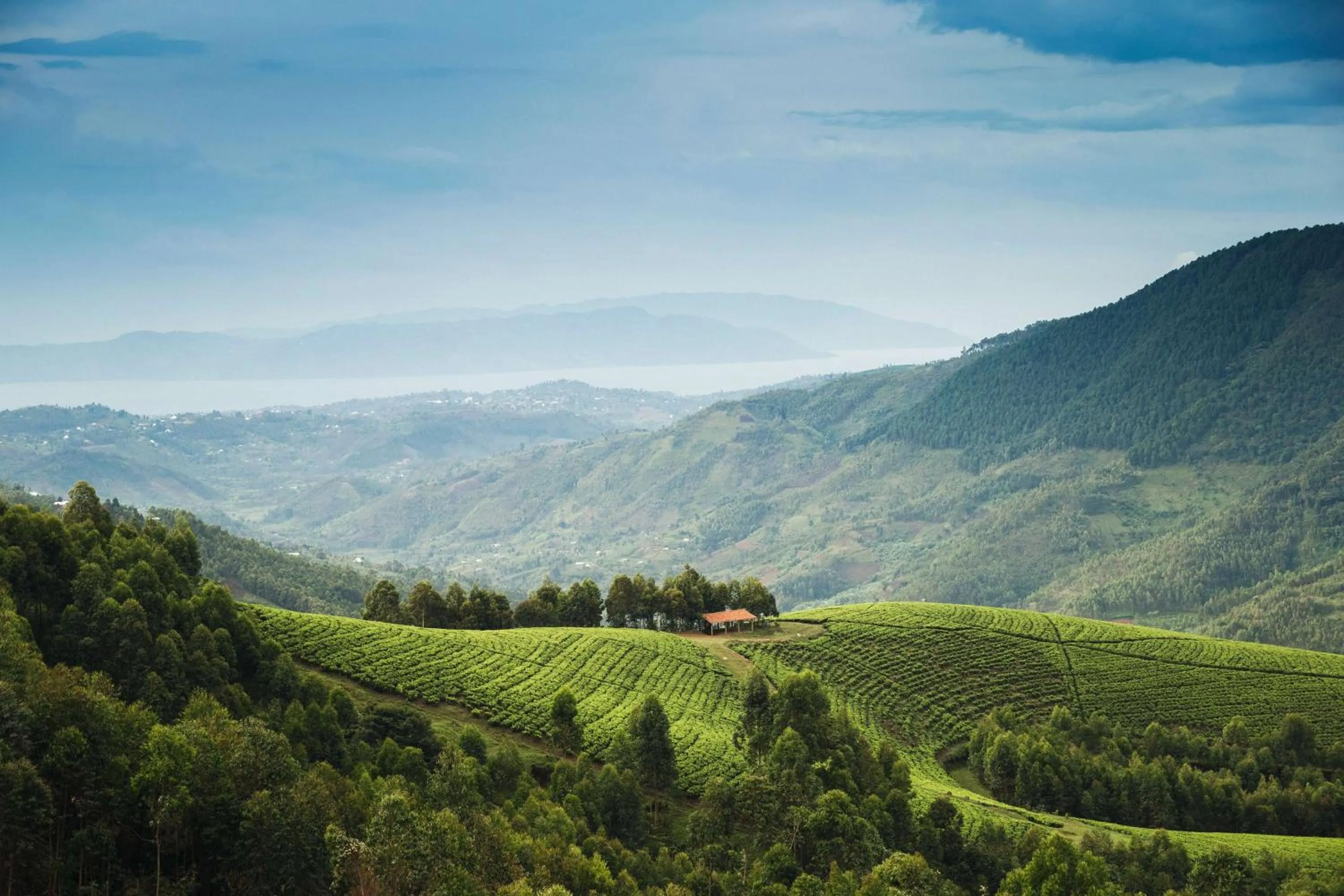 Natural landscape in One&Only Nyungwe House