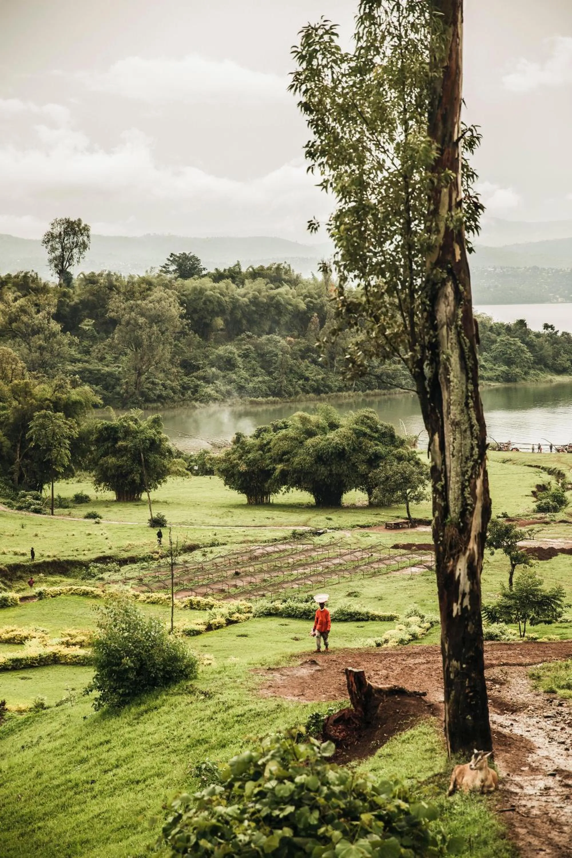 Natural landscape in One&Only Nyungwe House