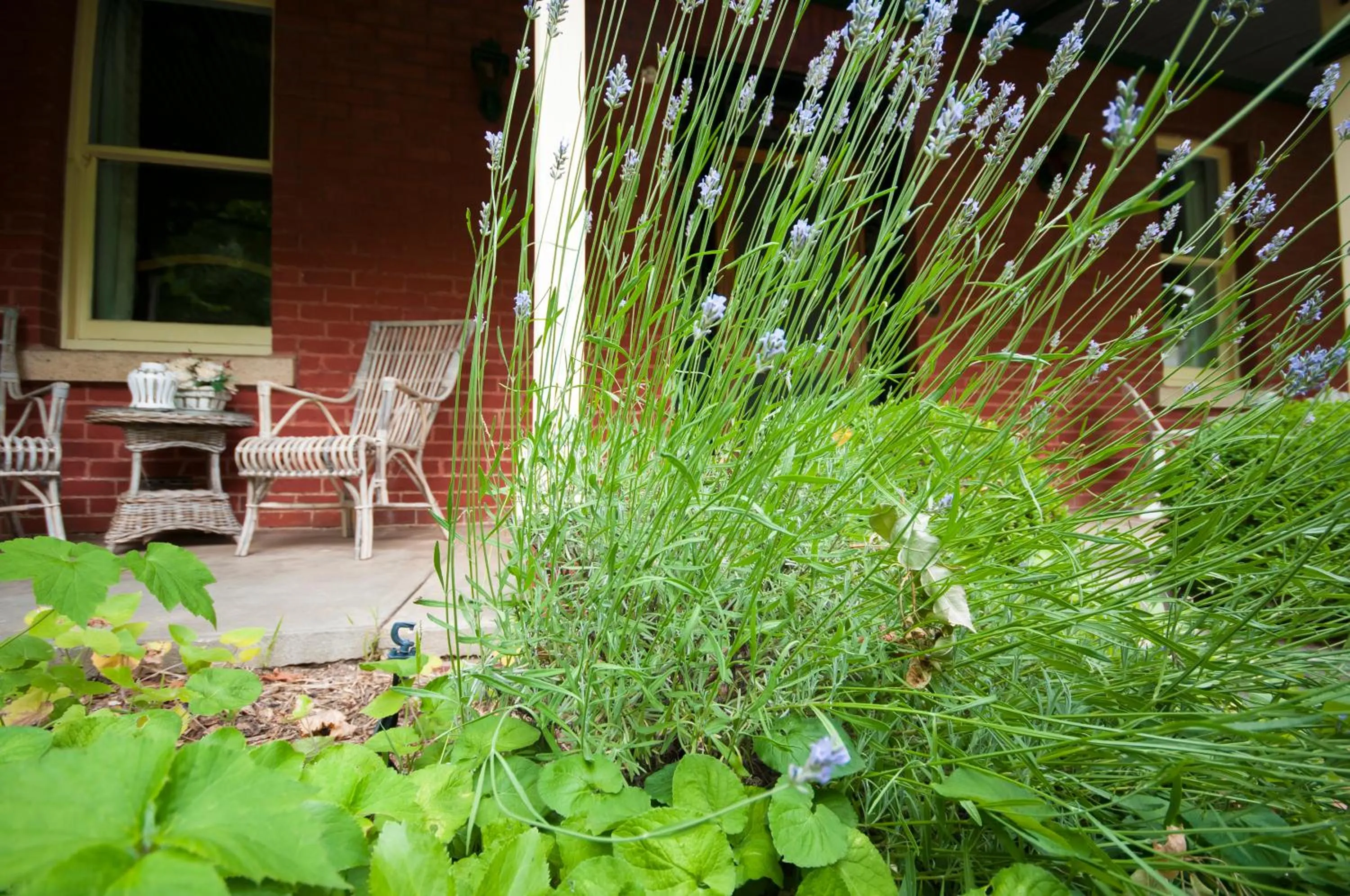 Garden in The Graces Beechworth