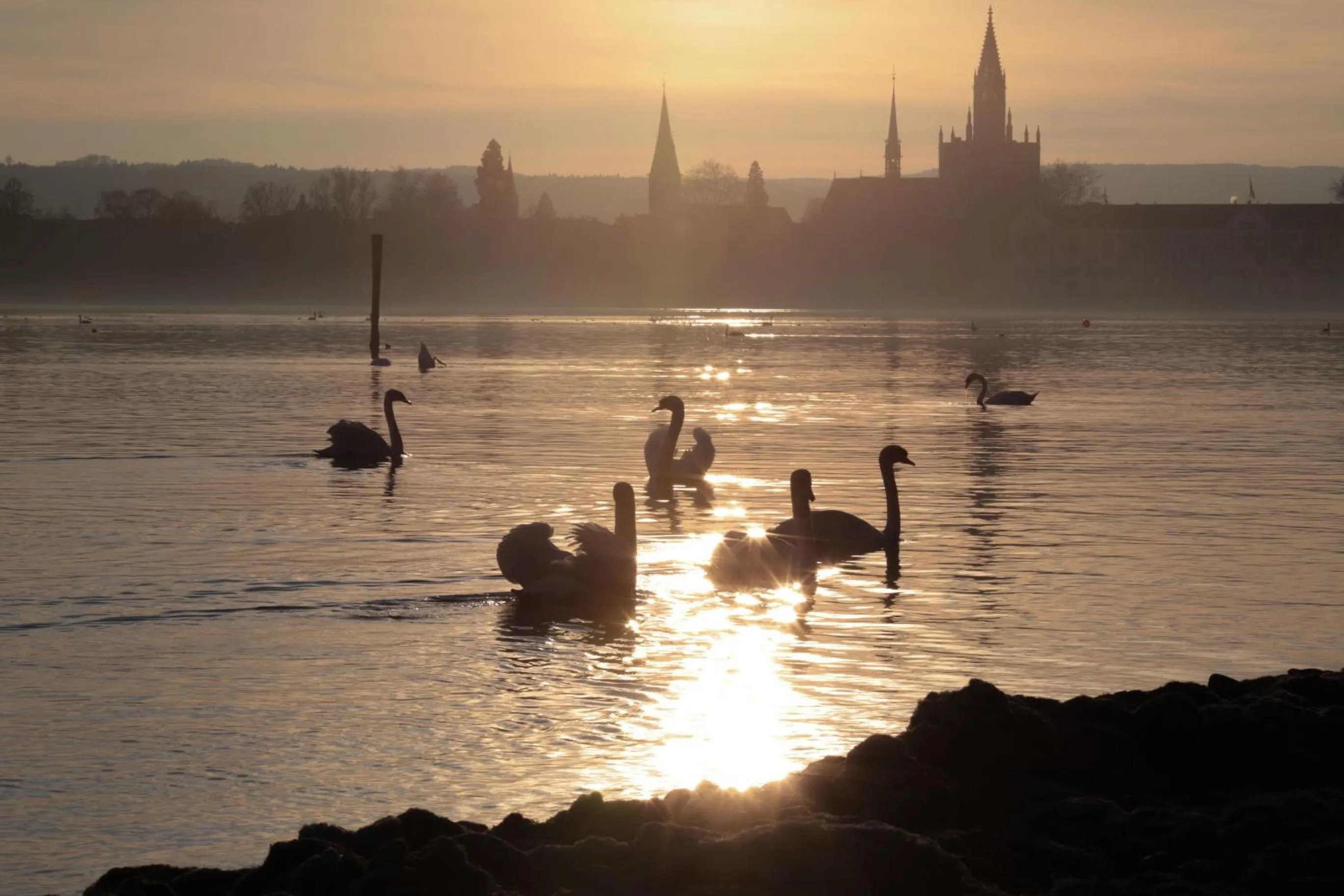 Animals in Waldhaus Jakob