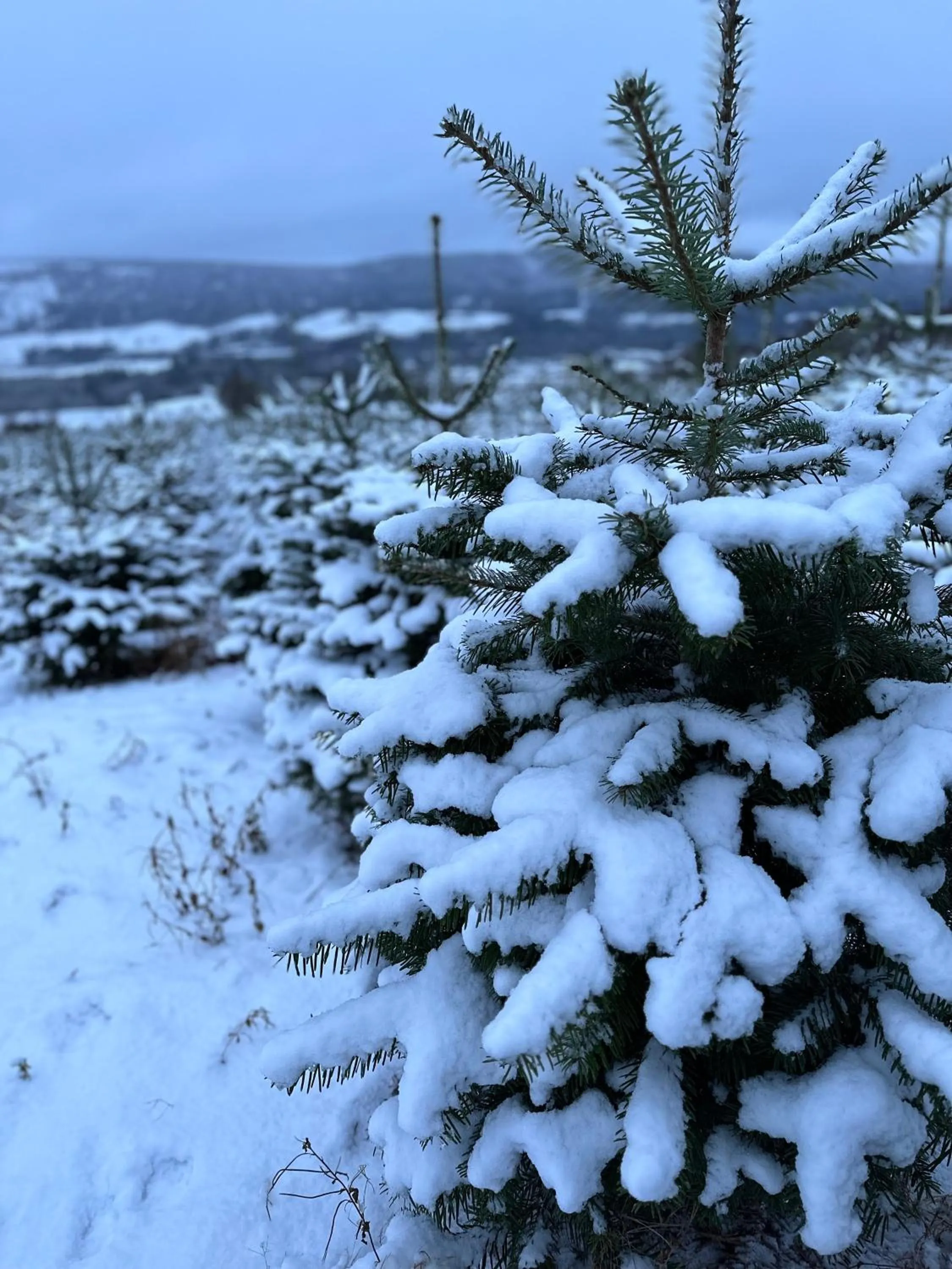 Hiking in Kinnaird Woodland Lodges