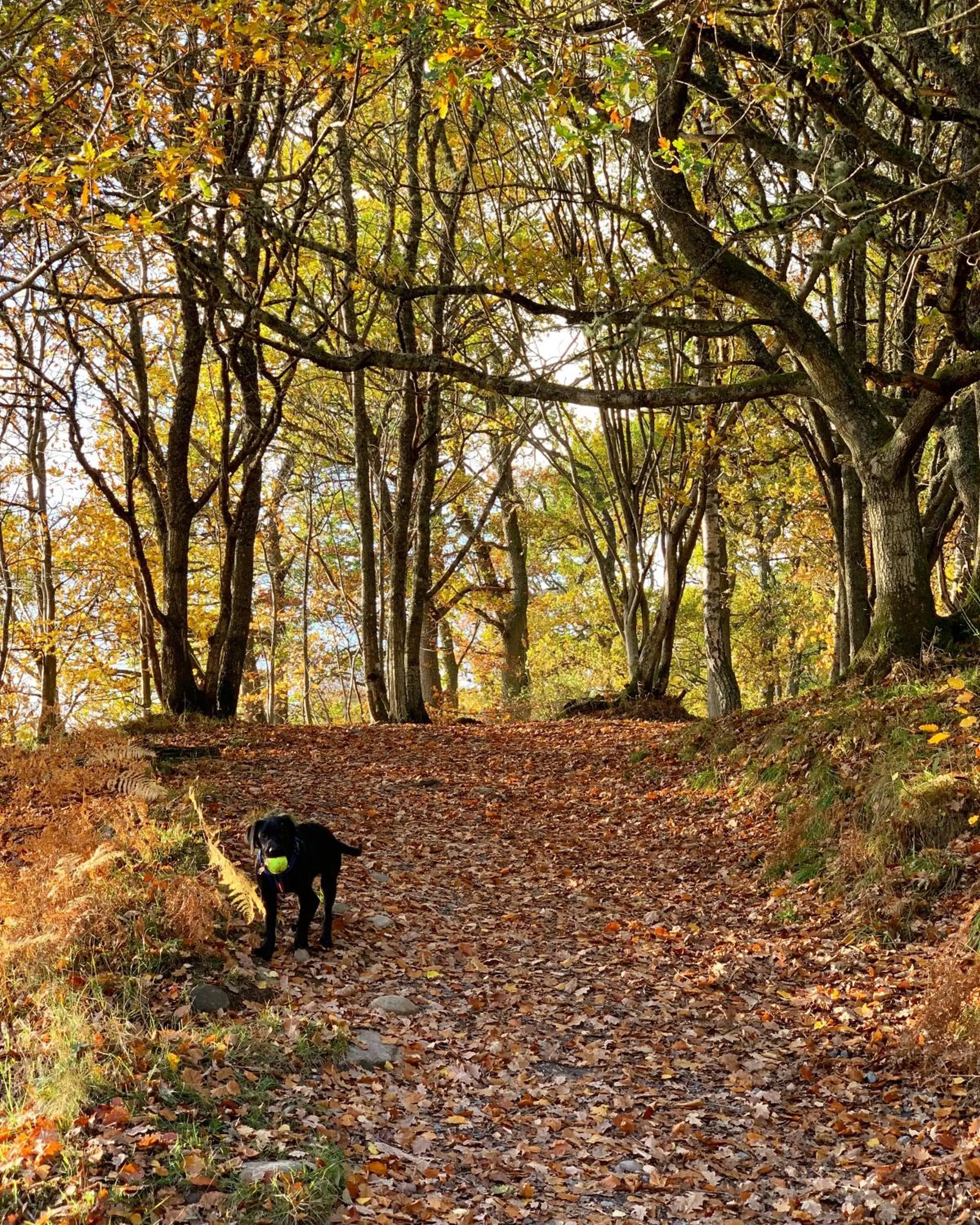 Hiking in Kinnaird Woodland Lodges