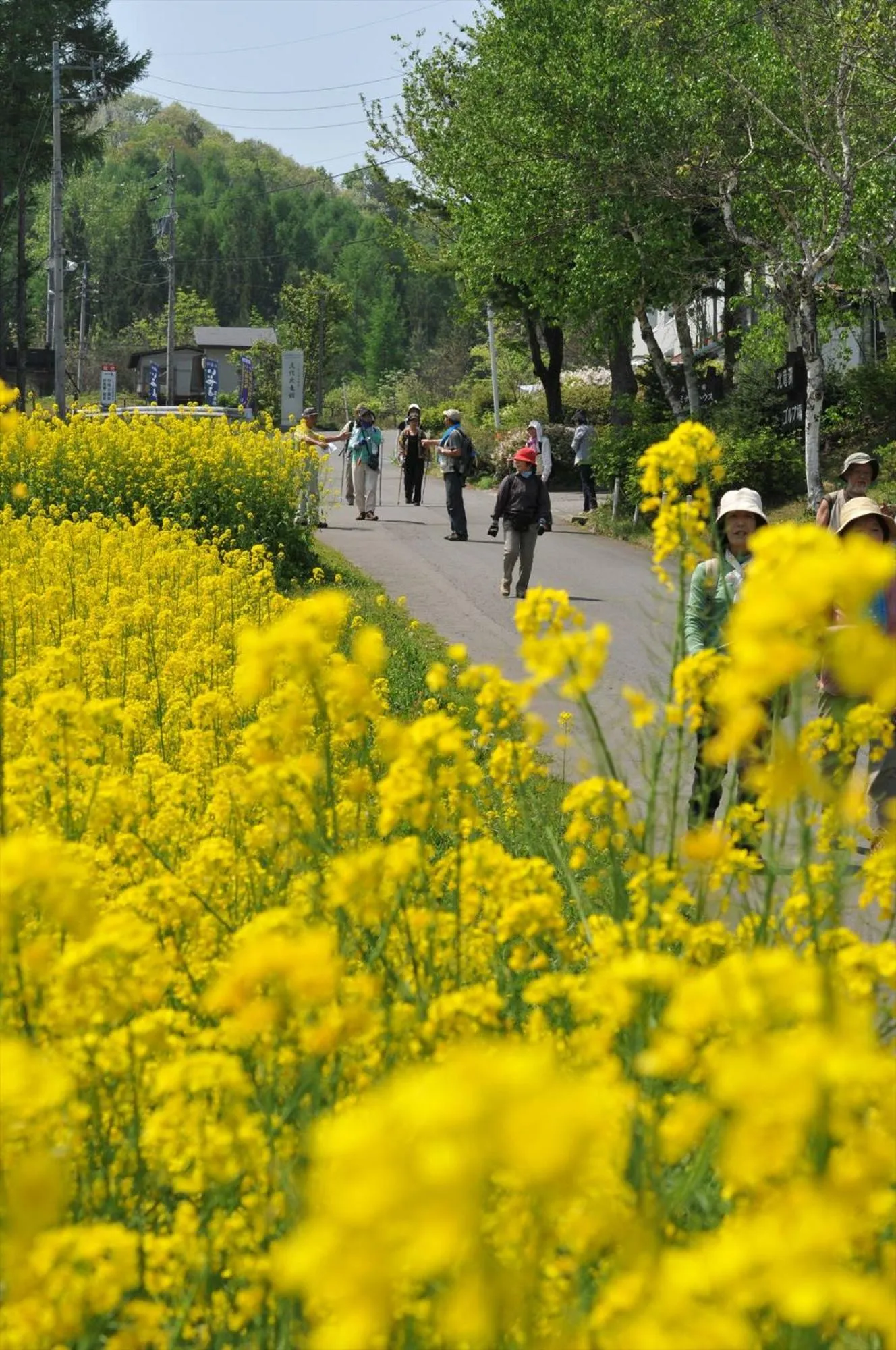 Spring in Nozawa View Hotel Shimataya