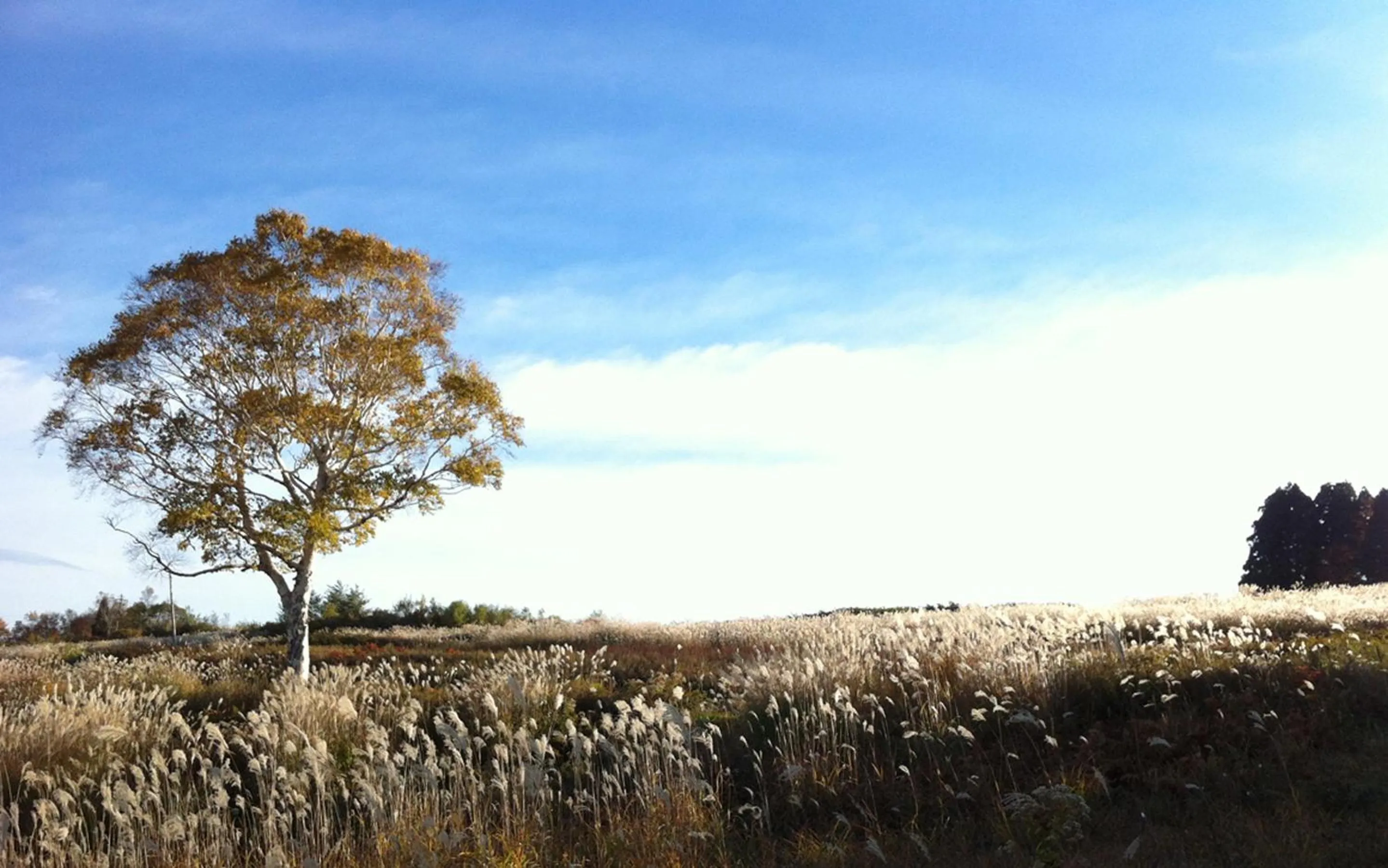 Natural landscape in Nozawa View Hotel Shimataya