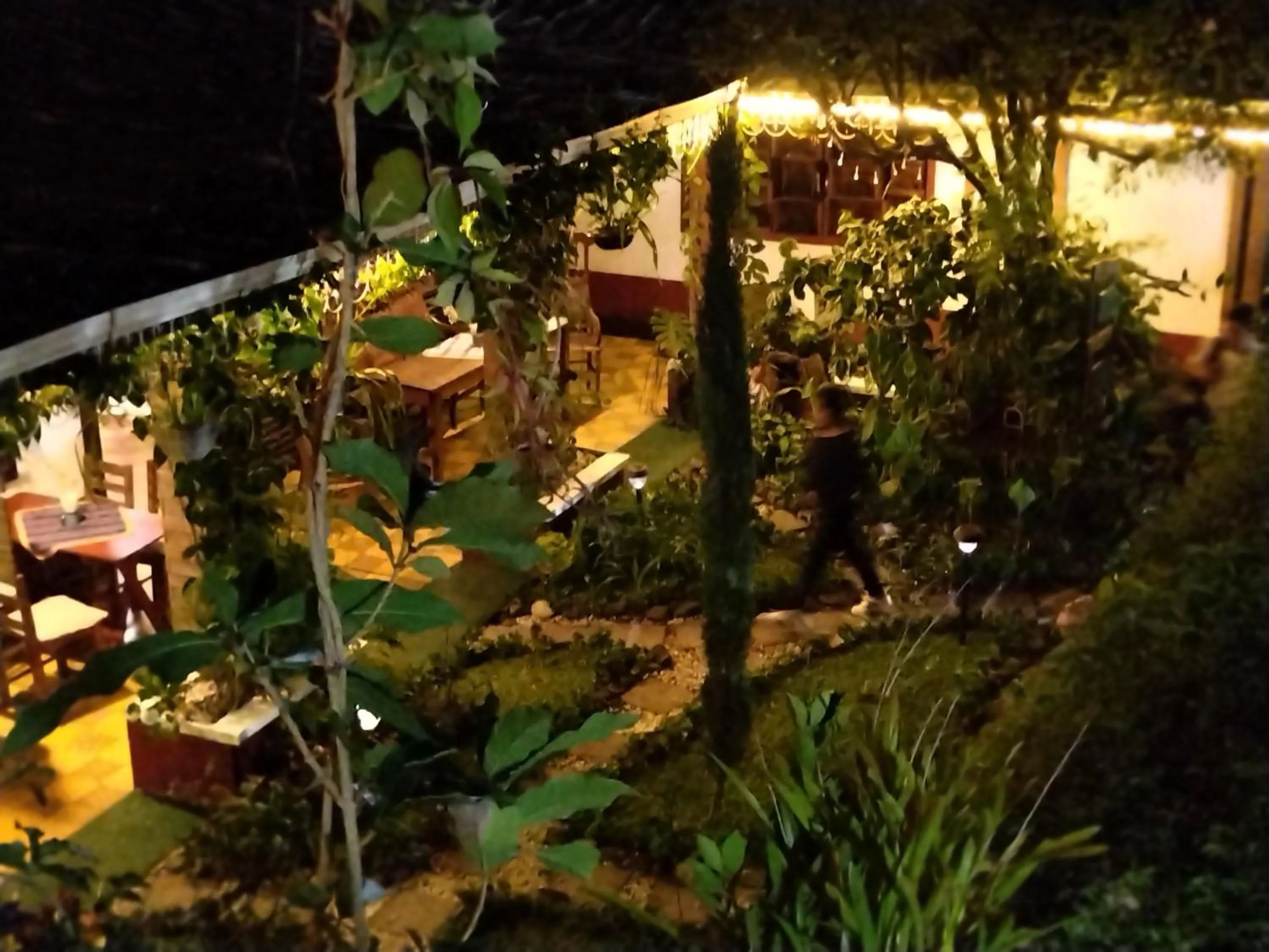 Garden view in Hotel Casa Chapultepec