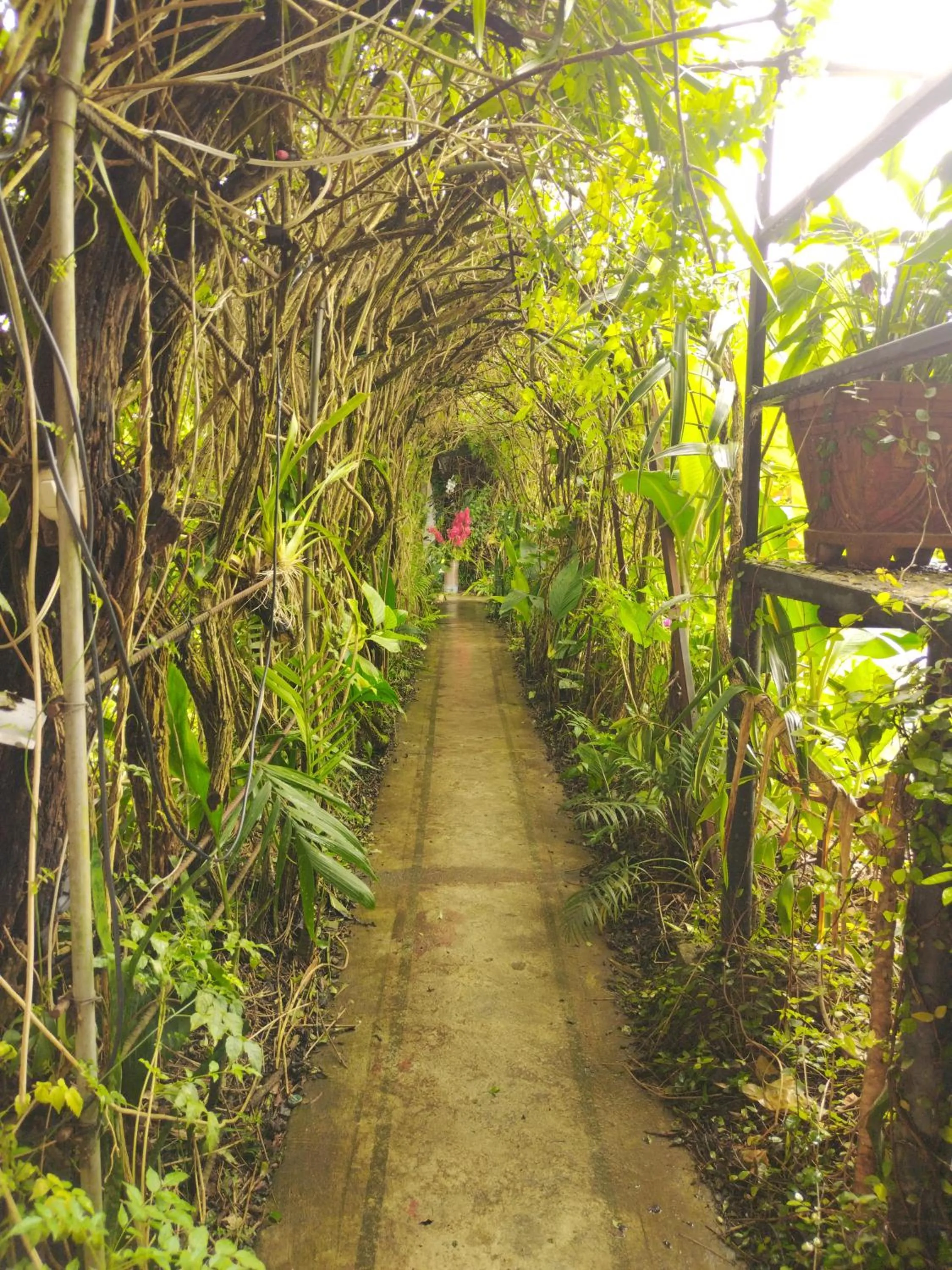 Natural landscape in Hotel Casa Chapultepec
