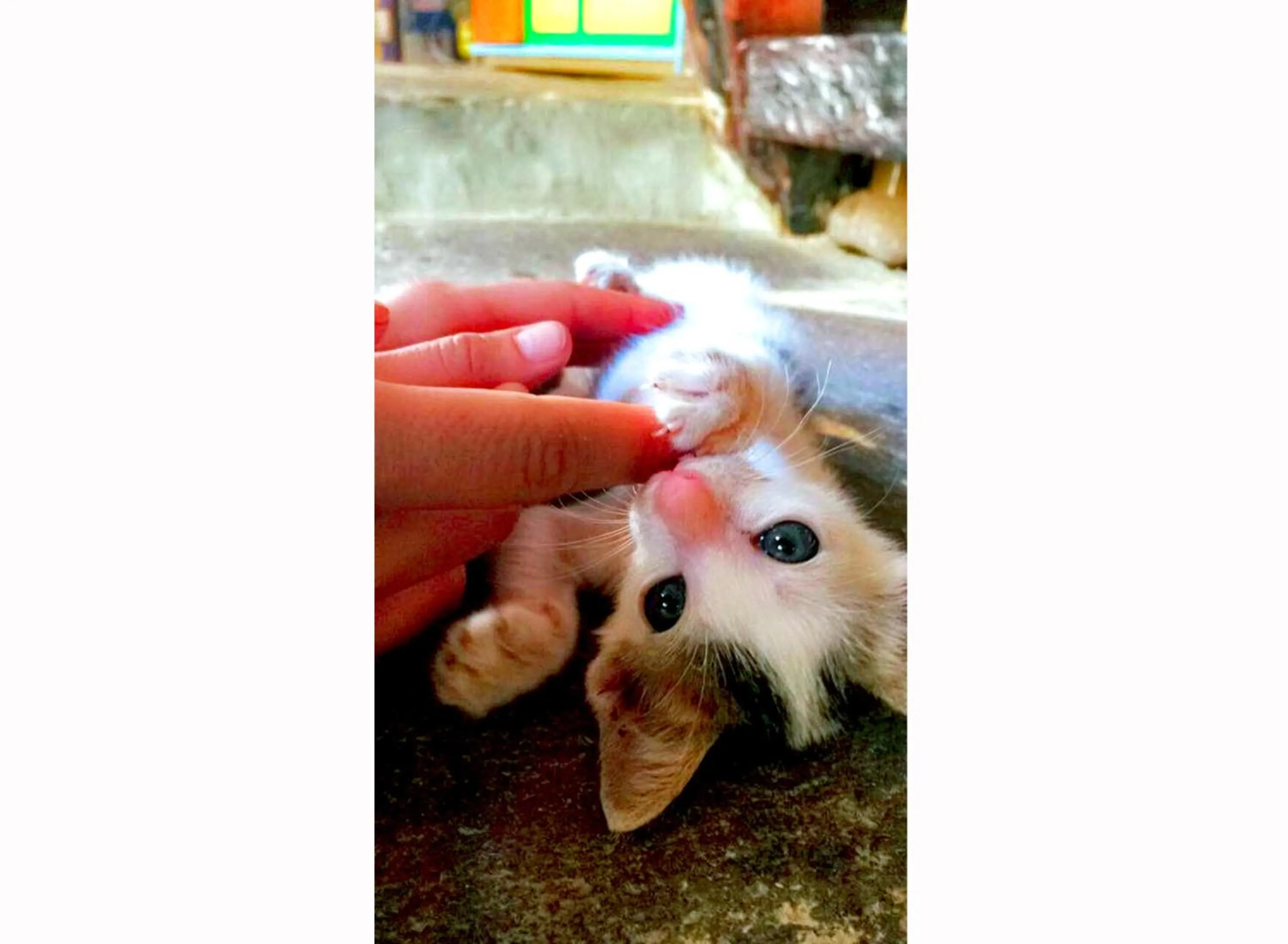 Pets in The Rabbit Tree Hostel