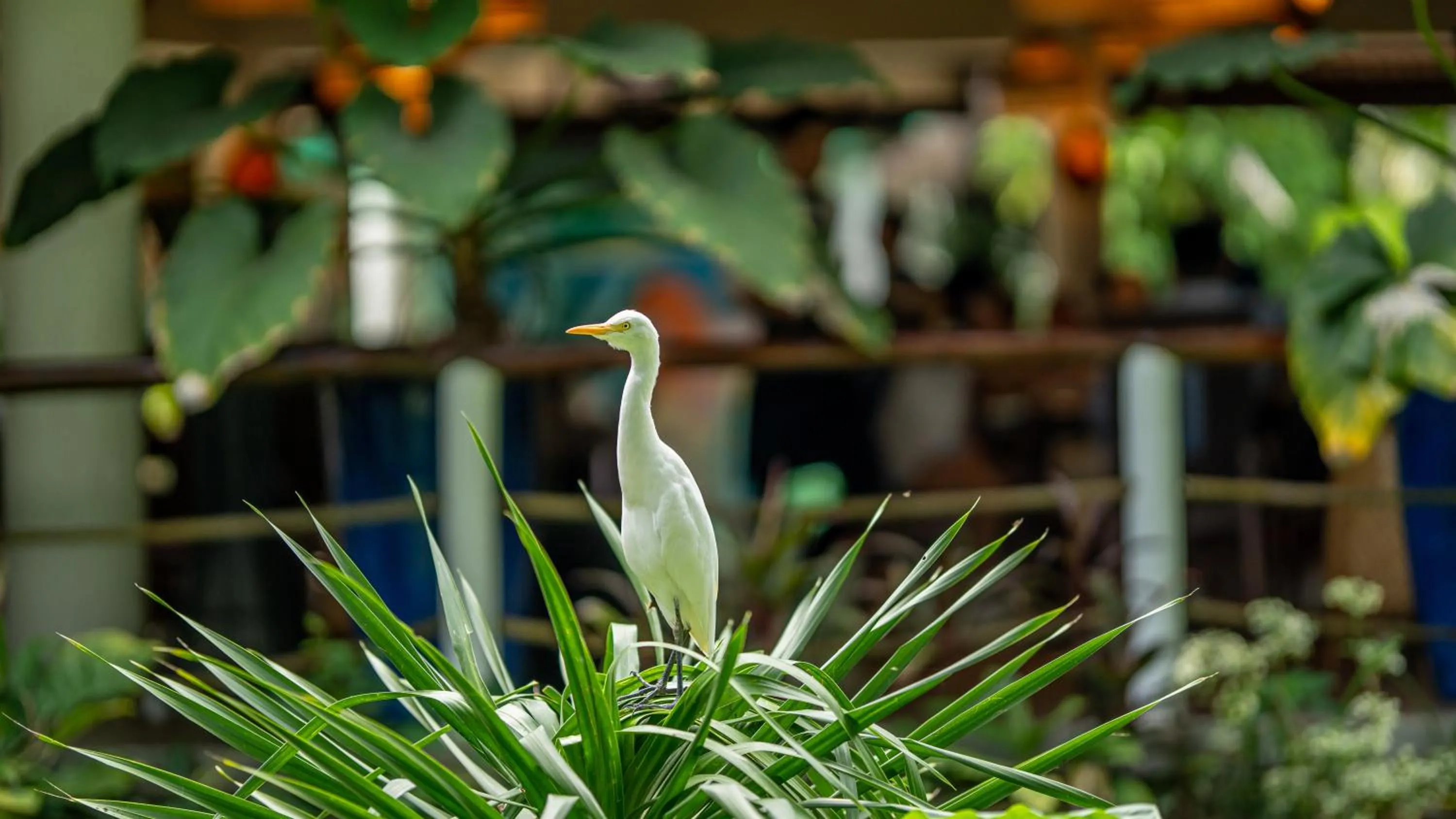 Daluyon Beach and Mountain Resort