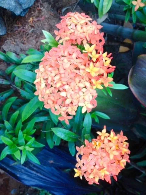 Kebun Rohani Cottages