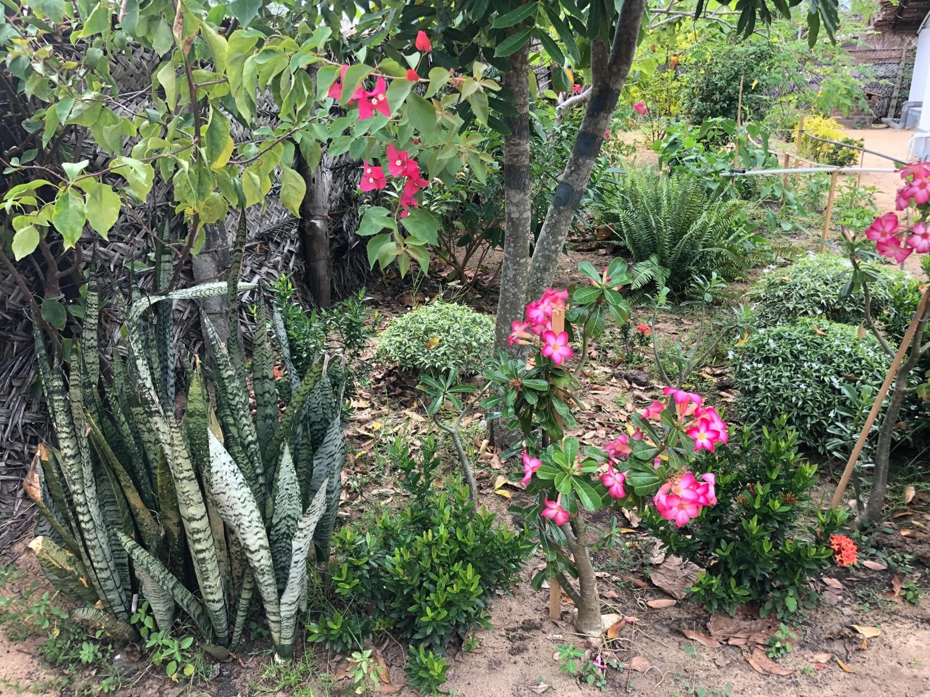 Garden in Kadjan villa