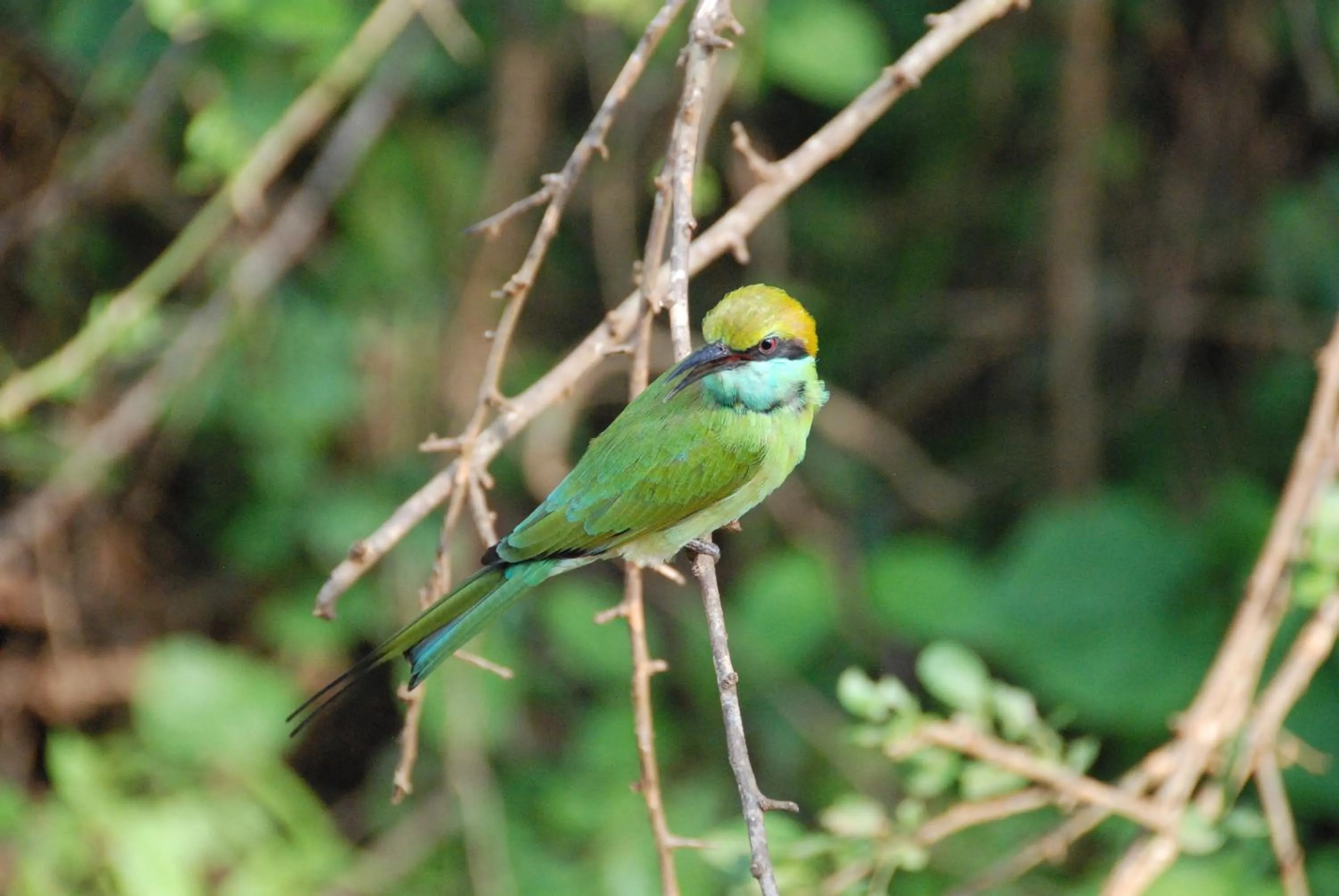 Property building in Yala Peace Cottages