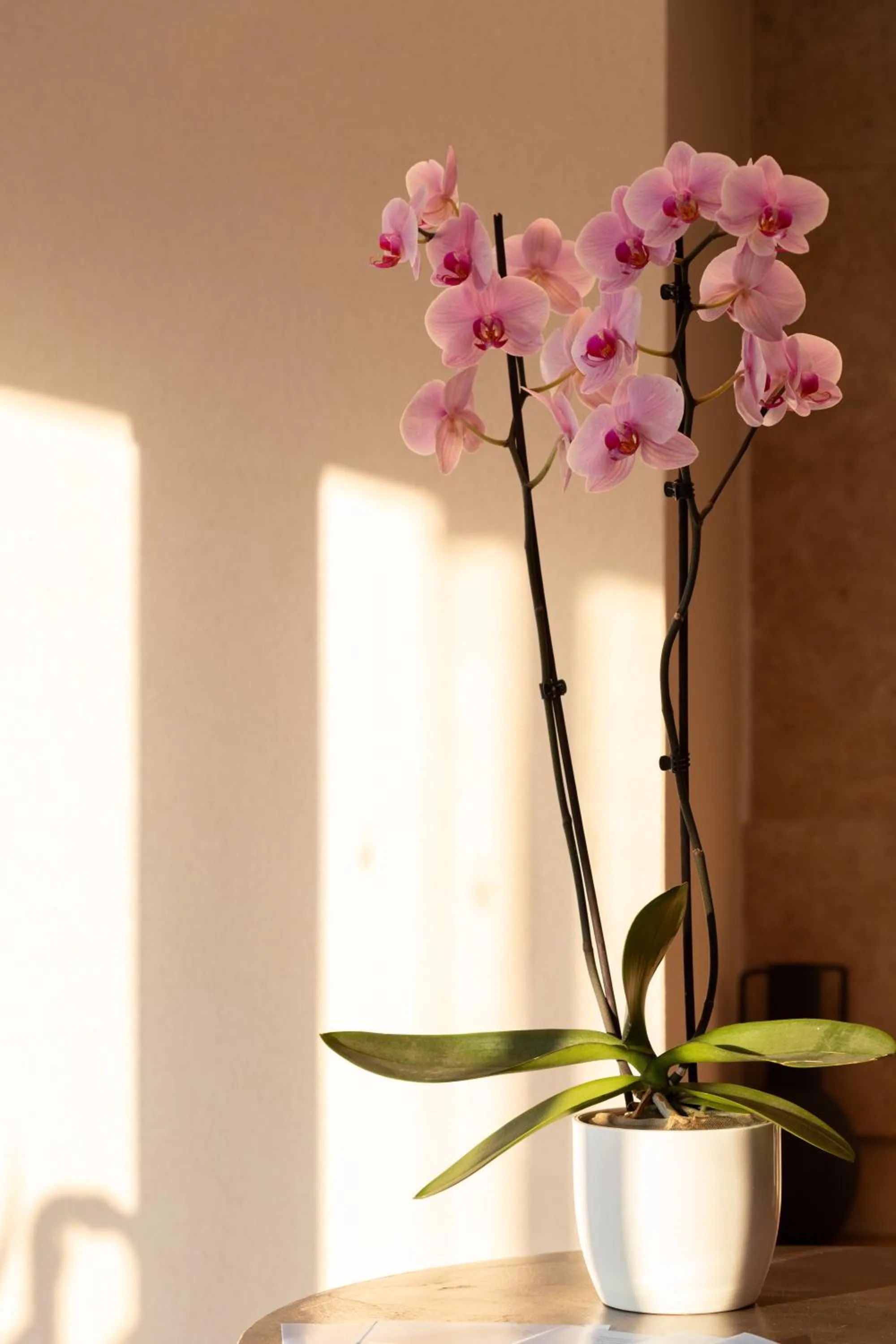 Decorative detail in Erato by Samian Mare