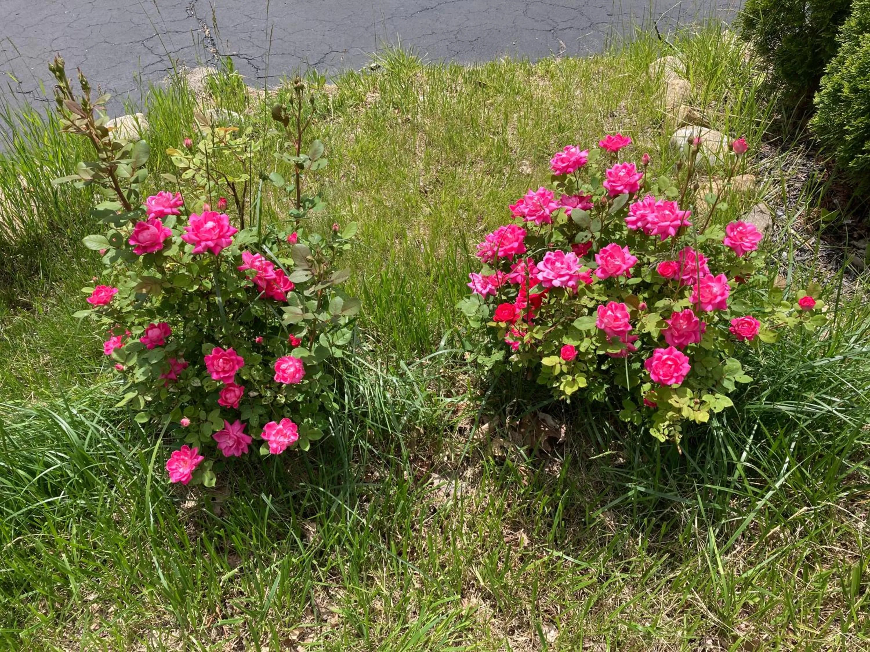 Other in Hillside Motel