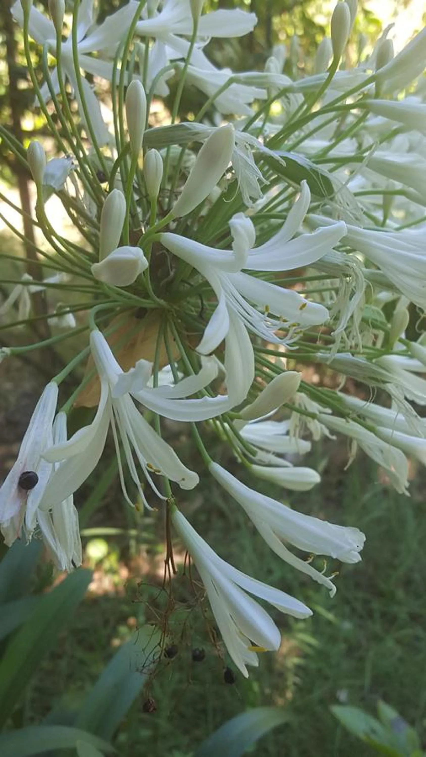 Garden in B&B La Rosa Antica