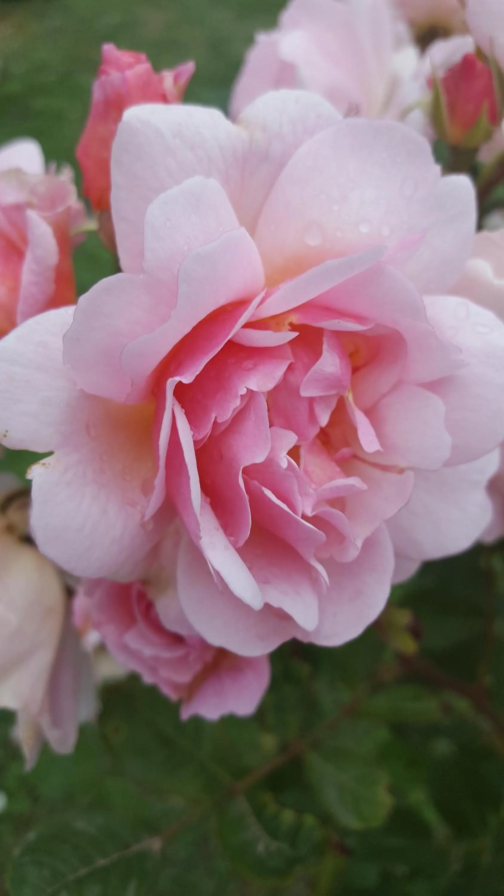 Garden in B&B La Rosa Antica