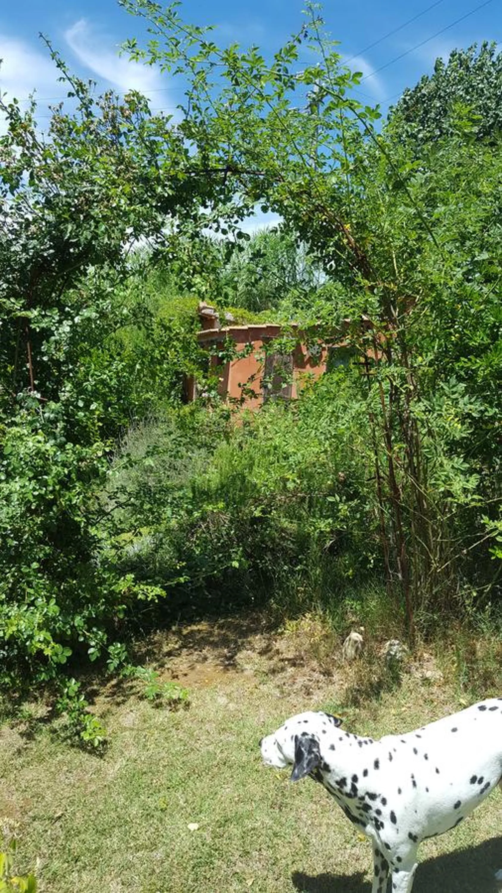 Garden in B&B La Rosa Antica