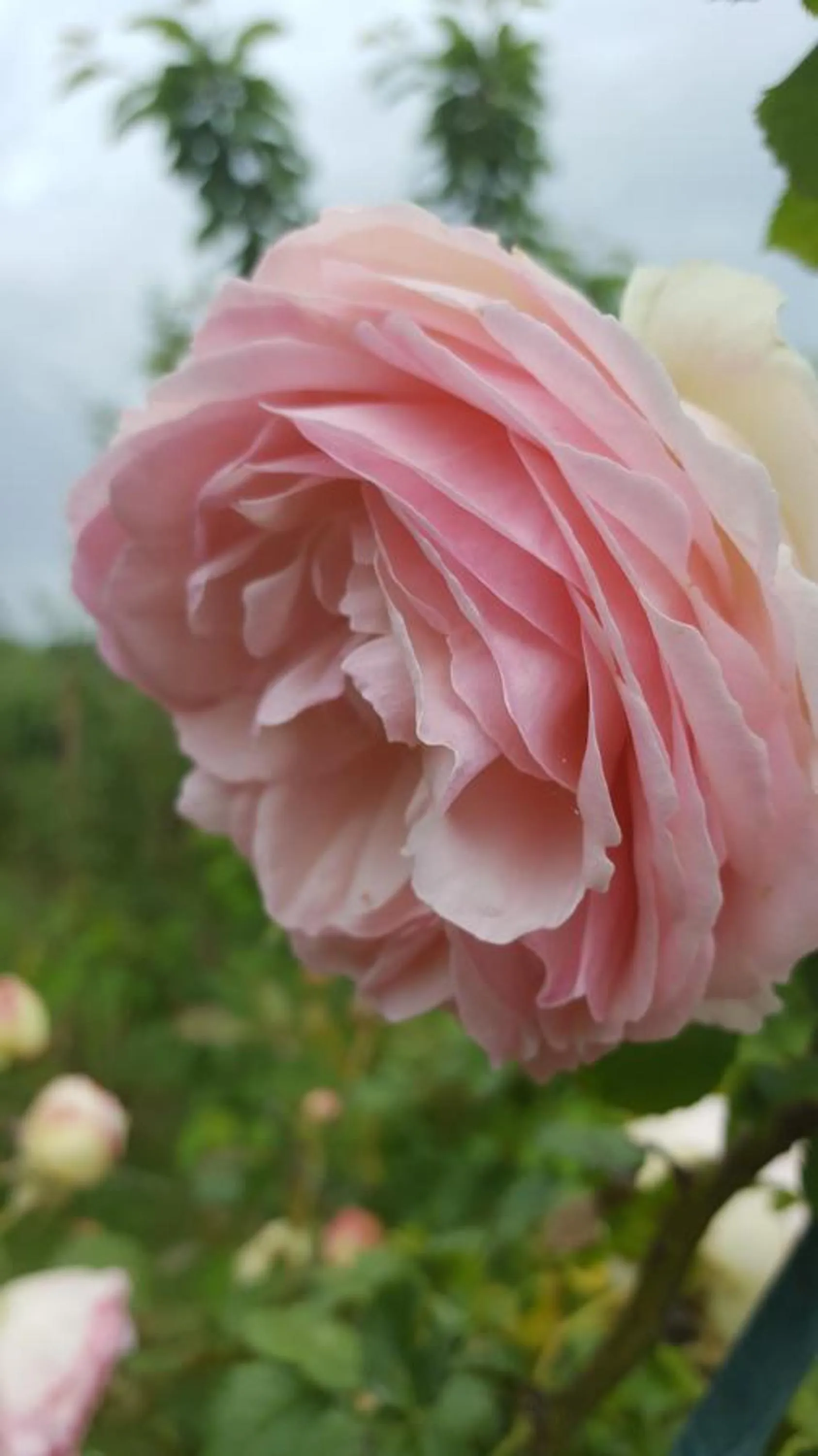 Garden in B&B La Rosa Antica