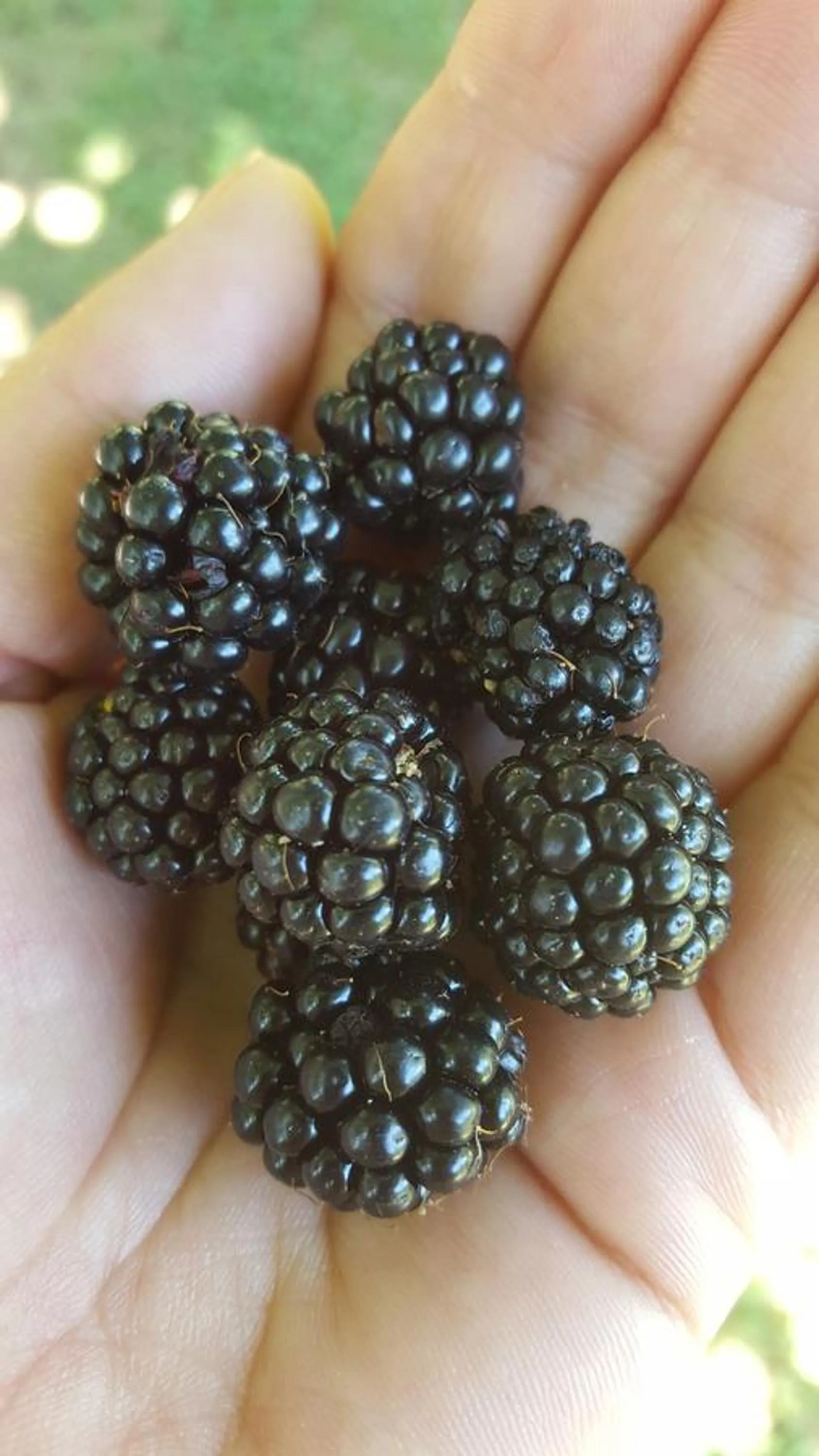 Garden in B&B La Rosa Antica