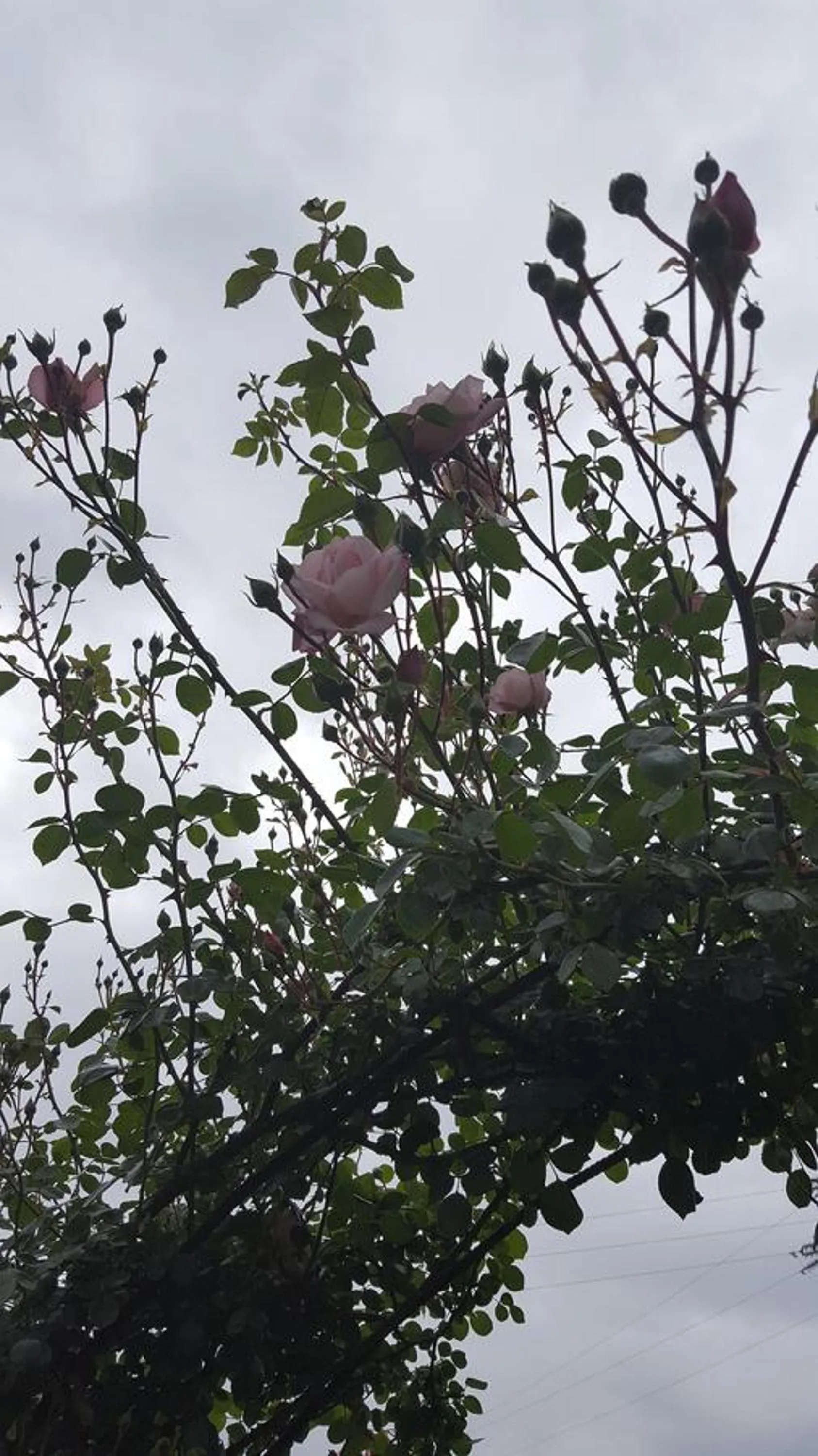 Garden in B&B La Rosa Antica