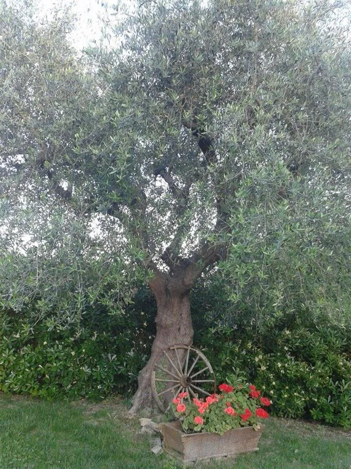 Garden in B&B La Rosa Antica