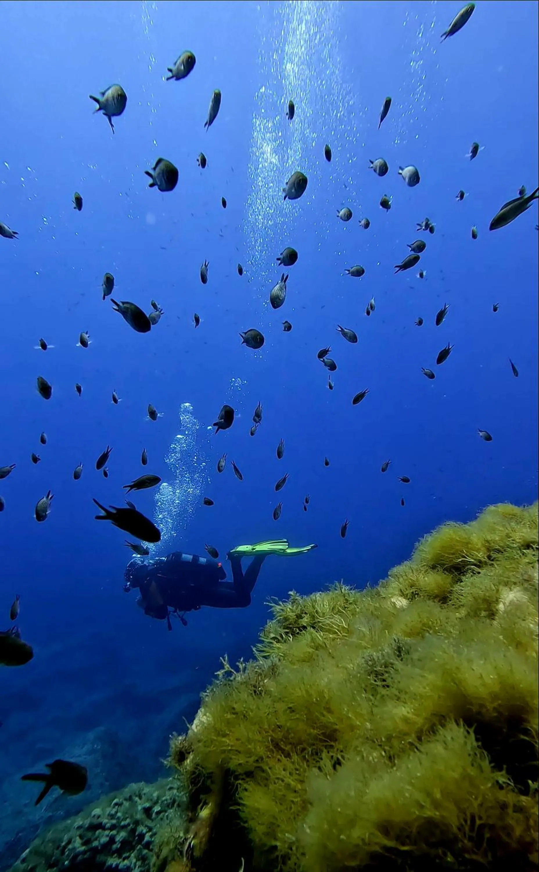 Activities in Smy Portocolom - Renovated 2026