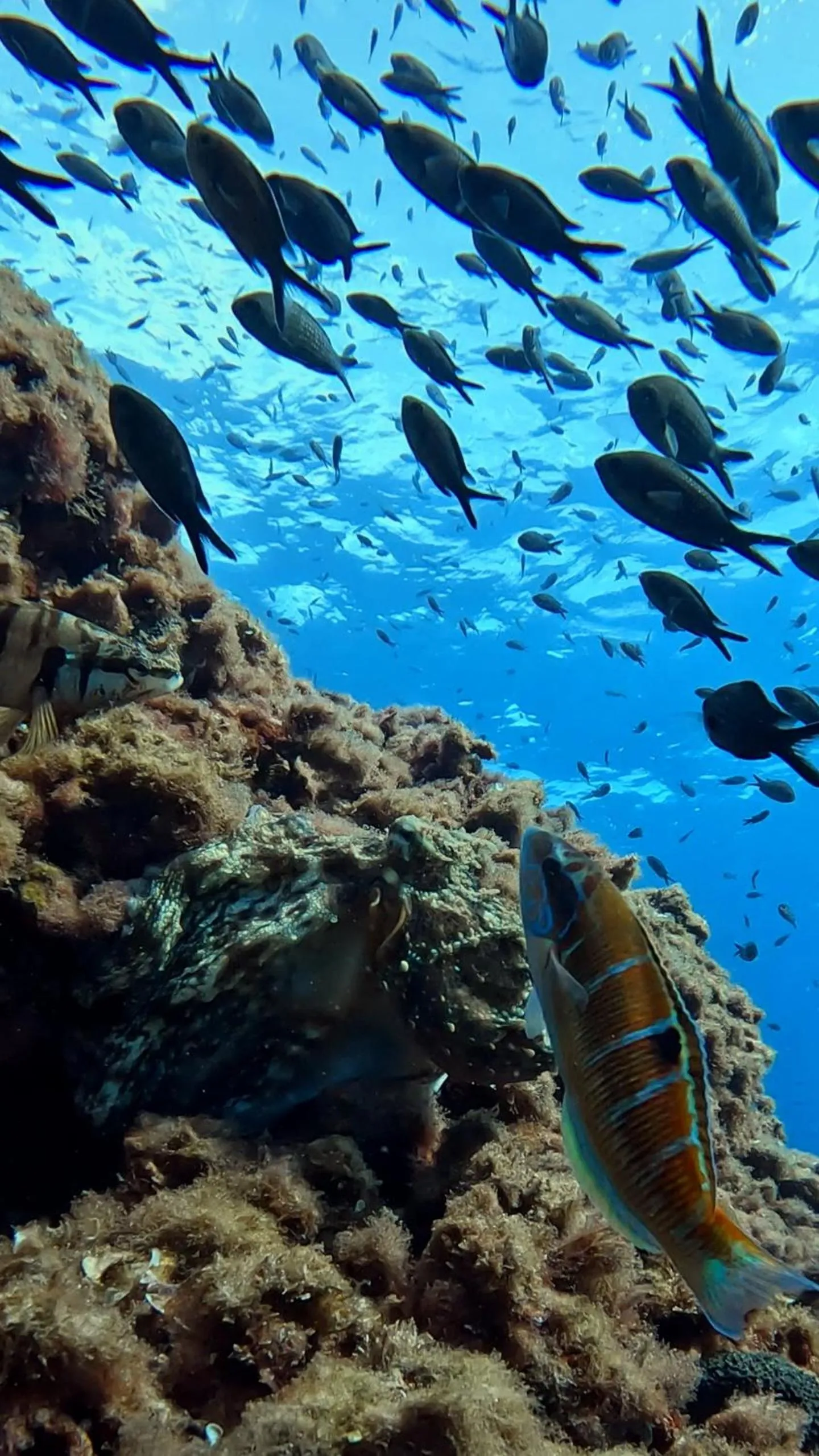 Natural landscape in Smy Portocolom - Renovated 2026