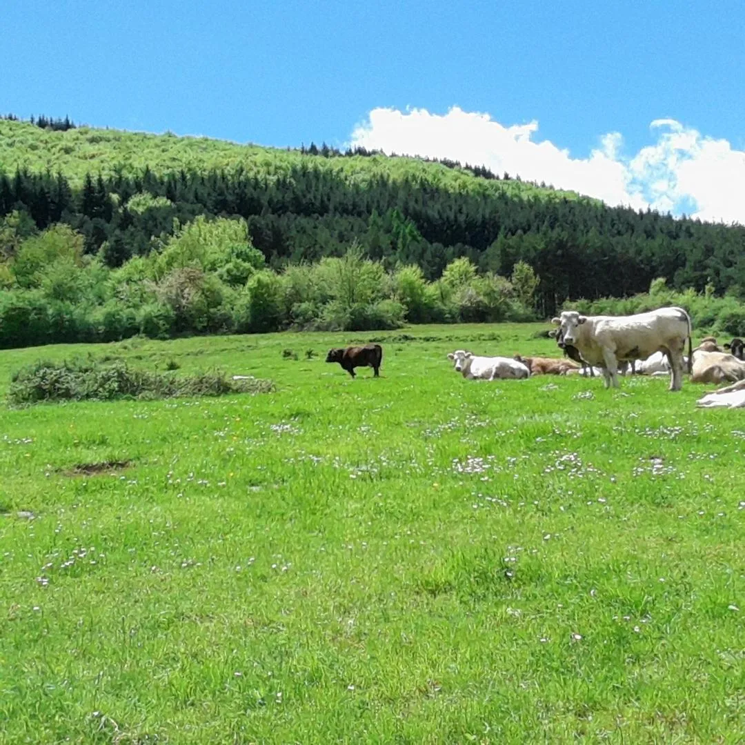 Apartamentos Turísticos Real Valle Ezcaray