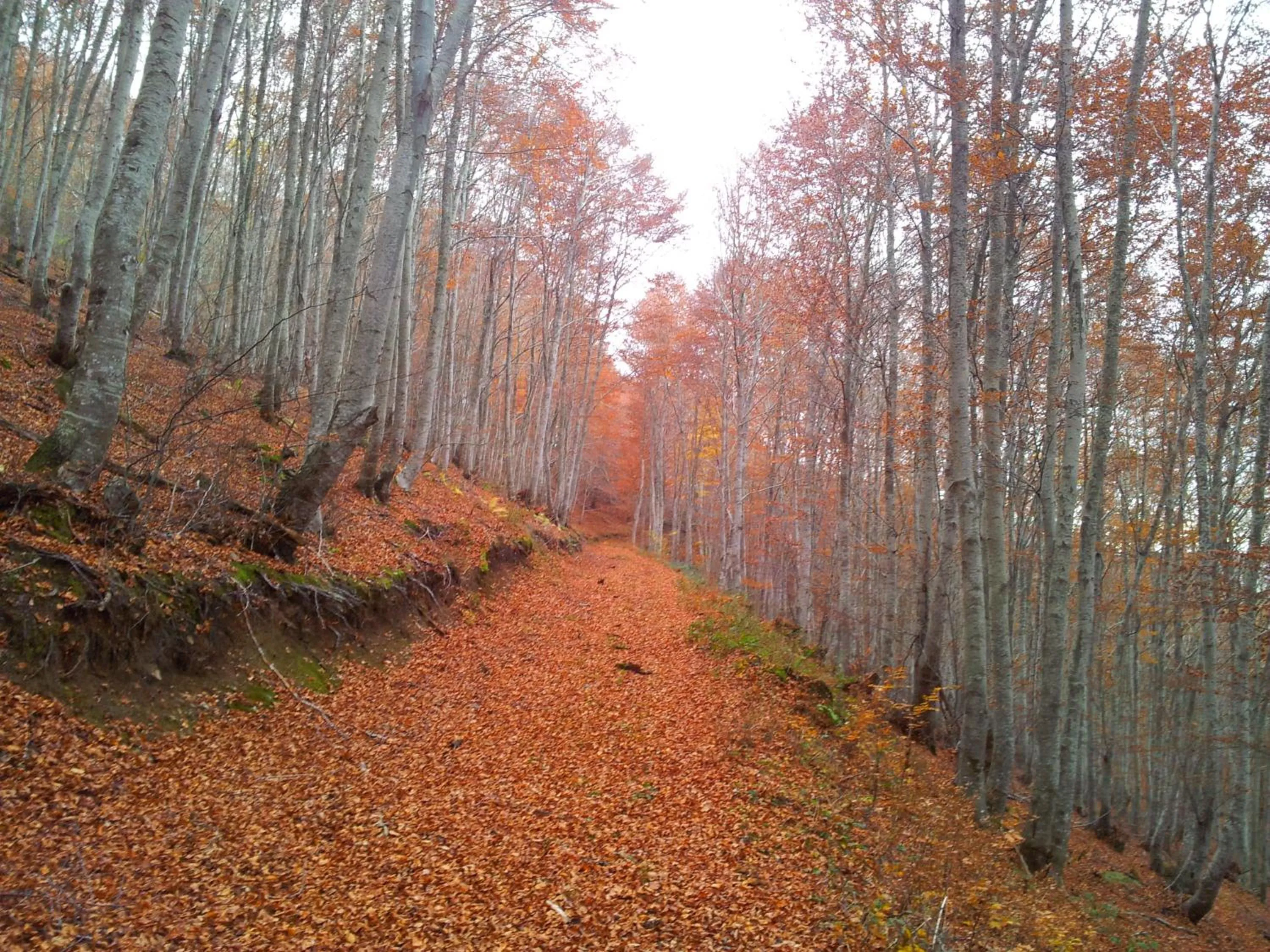 Area and facilities in Apartamentos Turísticos Real Valle Ezcaray